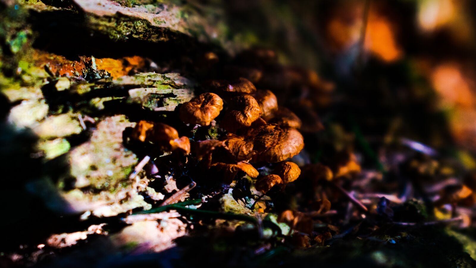 Nikon D3400 sample photo. Mushrooms, nature, forest photography