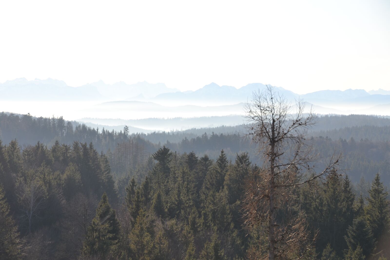 Nikon D3100 sample photo. Forest, mountains, sky photography