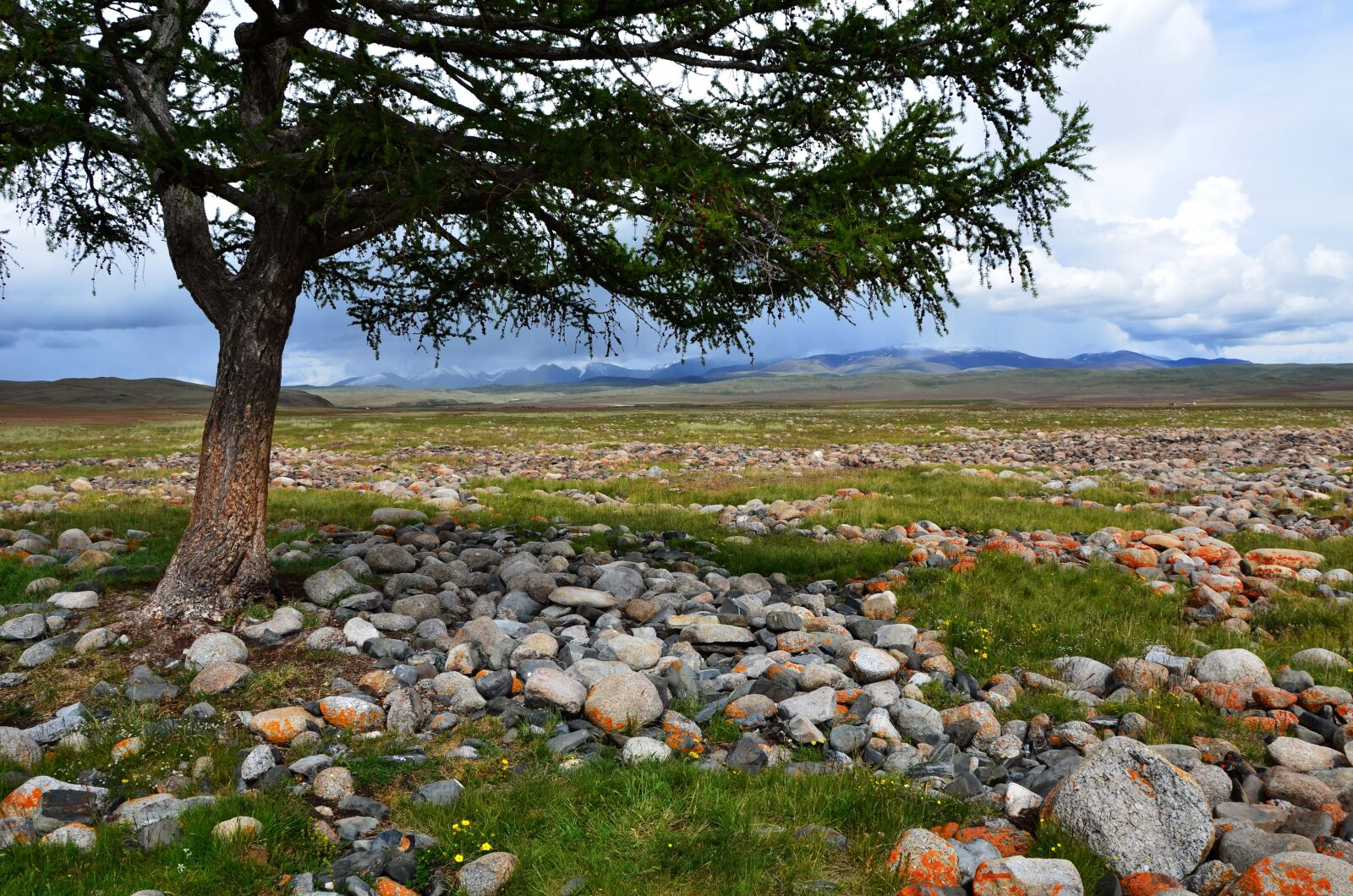 Nikon D7000 sample photo. Tree, mountains, desert photography