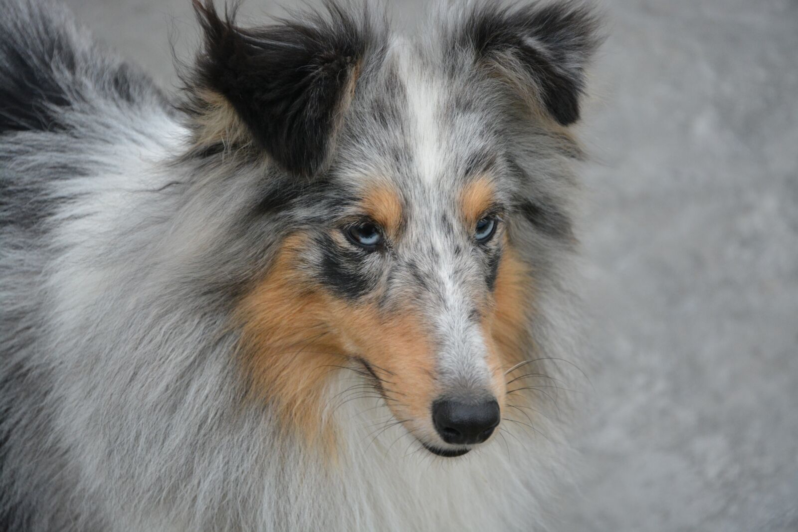 Nikon D5200 sample photo. Bitch shetland sheepdog, color photography