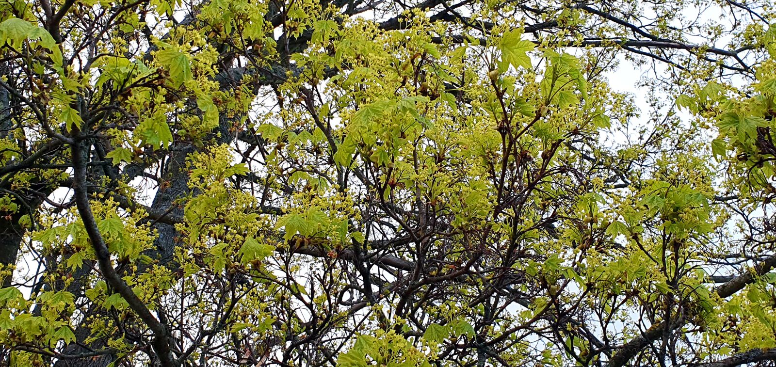 Samsung Galaxy S10+ sample photo. Spring, leaves, green photography