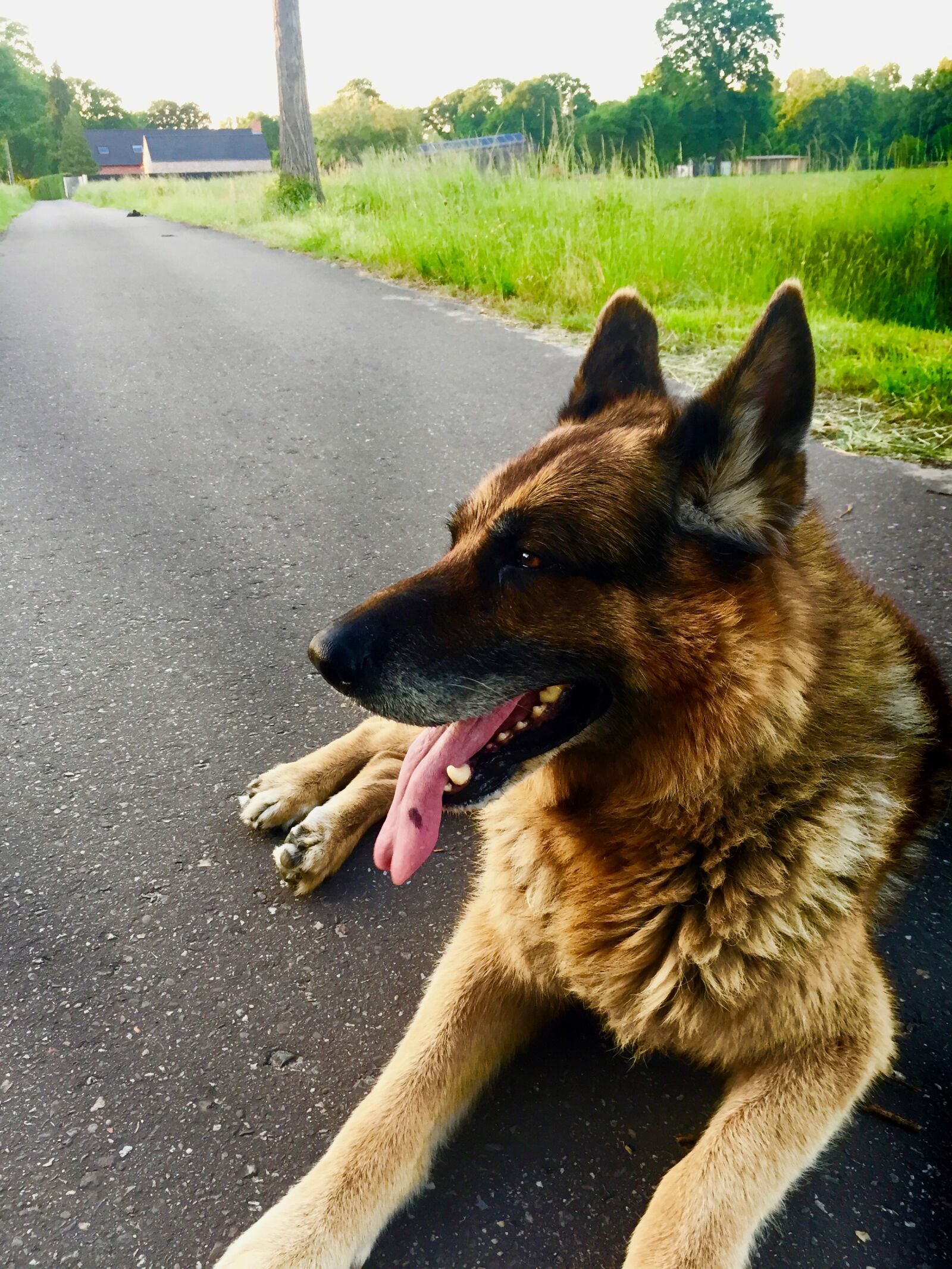 iPhone 6 back camera 4.15mm f/2.2 sample photo. Animal, dog, german, shepherd photography