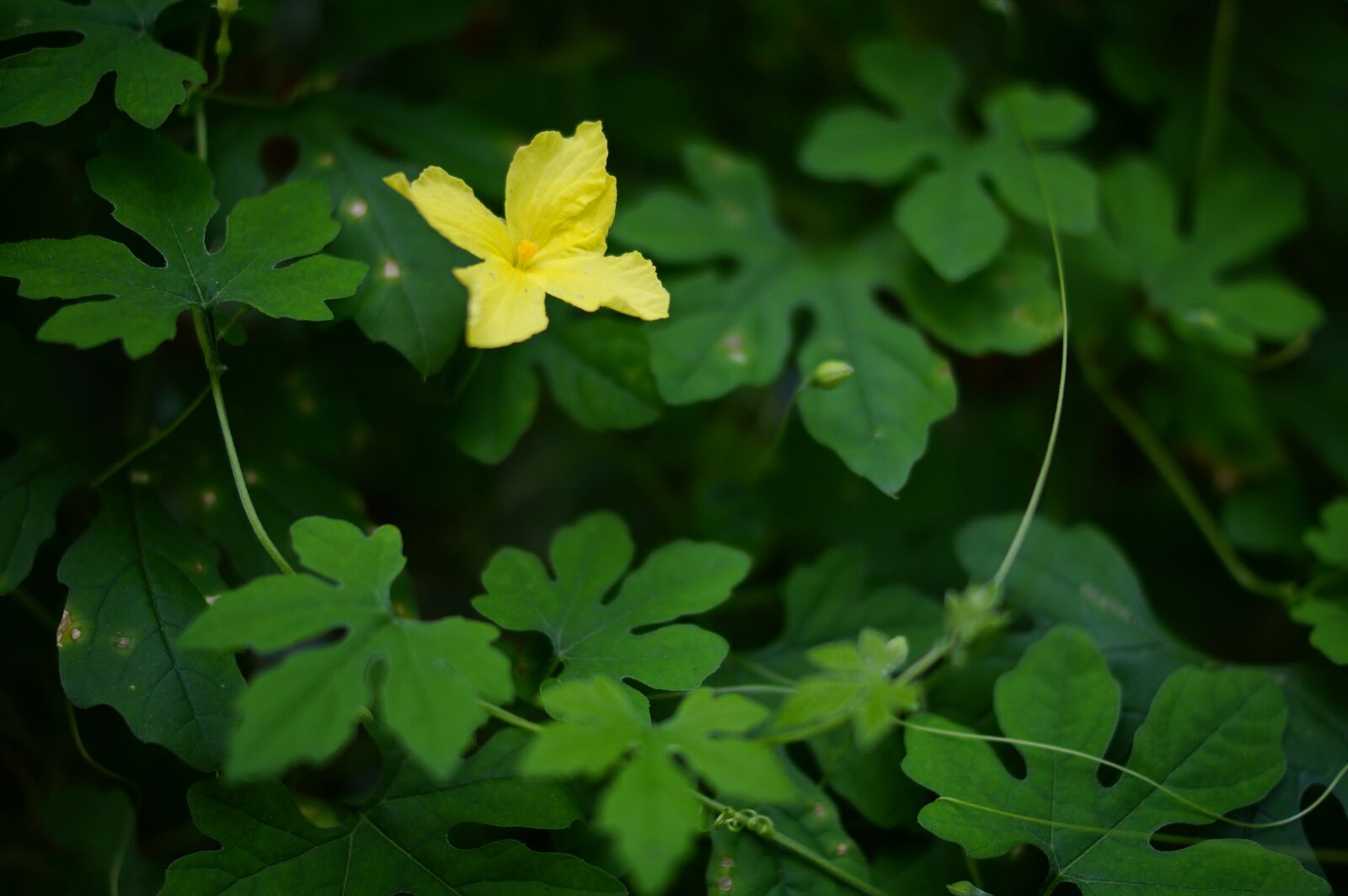 Sony Alpha NEX-7 + Sony DT 35mm F1.8 SAM sample photo. Green, nature, green leaf photography