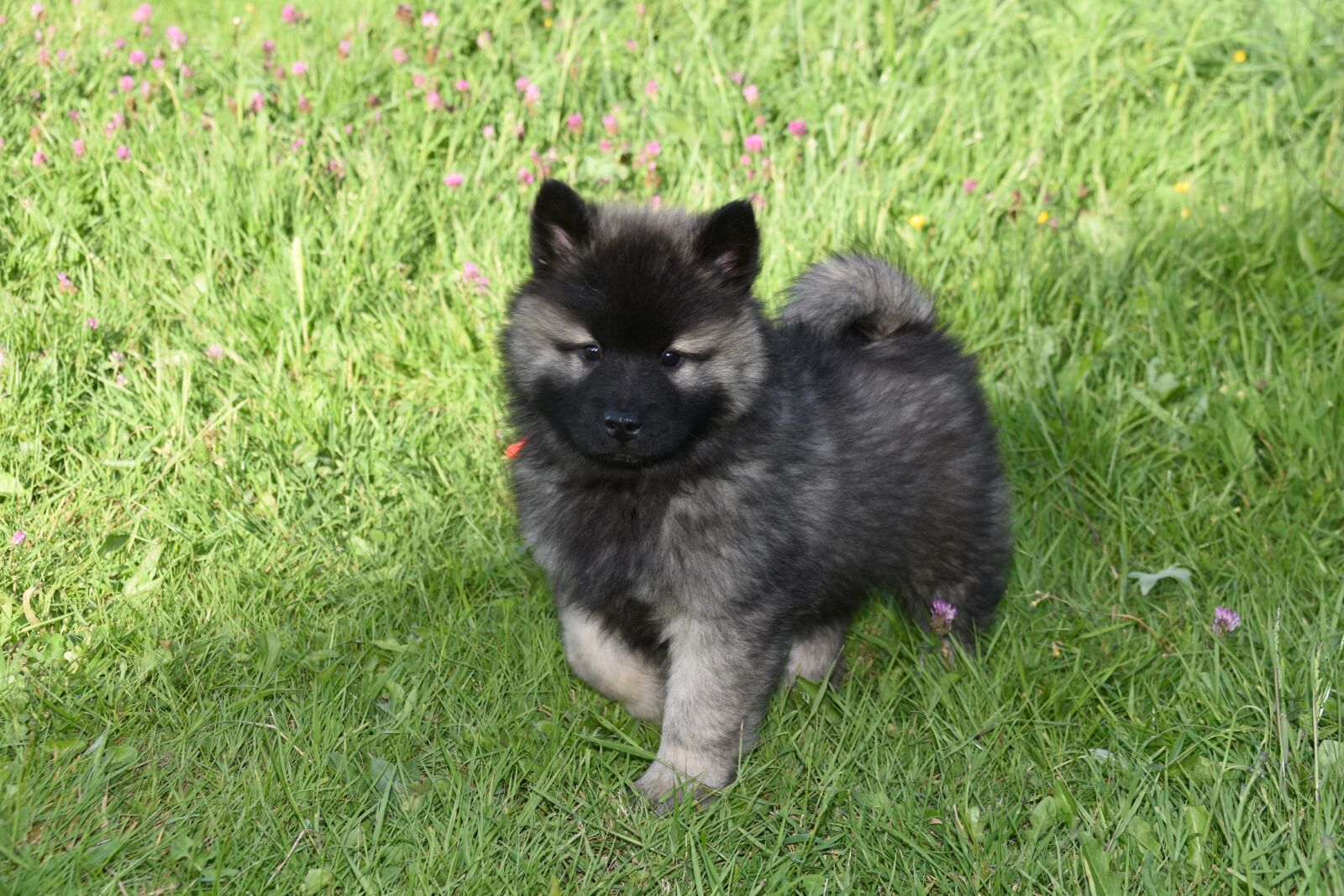 Nikon D5600 sample photo. Dog, puppy, pup photography