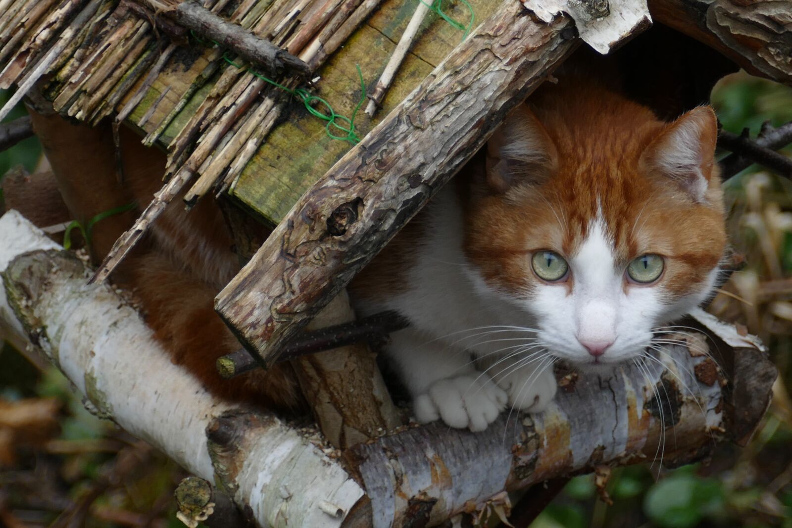 Panasonic Lumix DMC-FZ1000 sample photo. Cat, pet, mammal photography