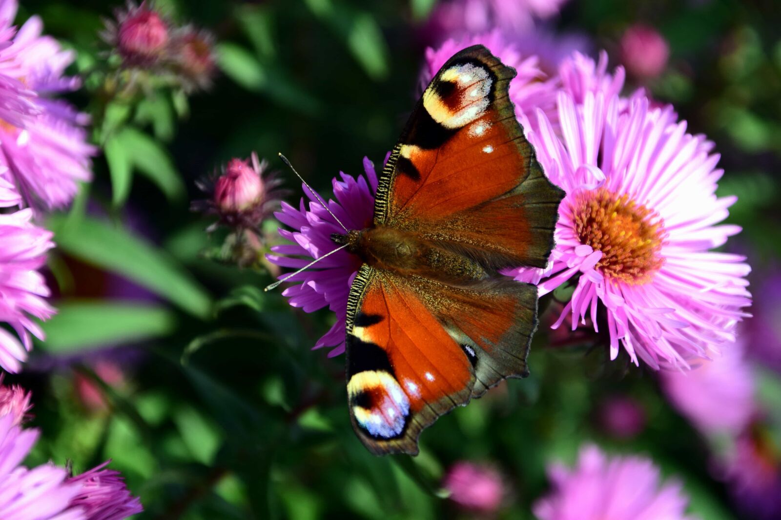 Nikon D3300 sample photo. Summer, butterfly, flora, flower photography