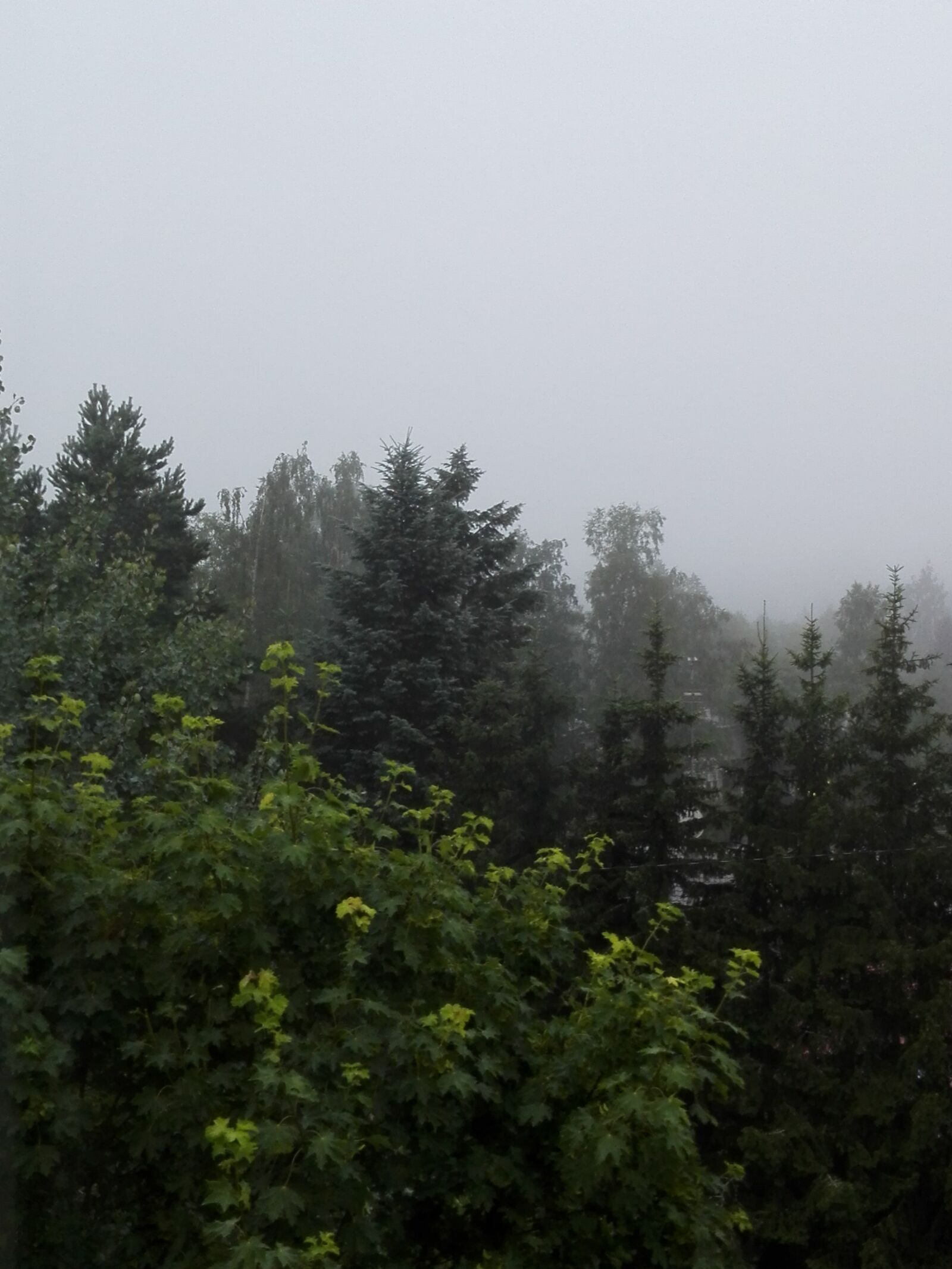 HUAWEI Che2-L11 sample photo. Dark, fog, foggy, forest photography