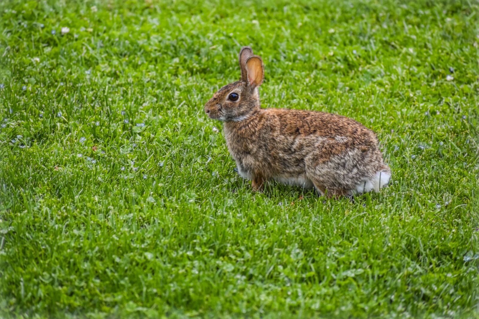 Nikon D3400 sample photo. Rabbit, nature, animal photography