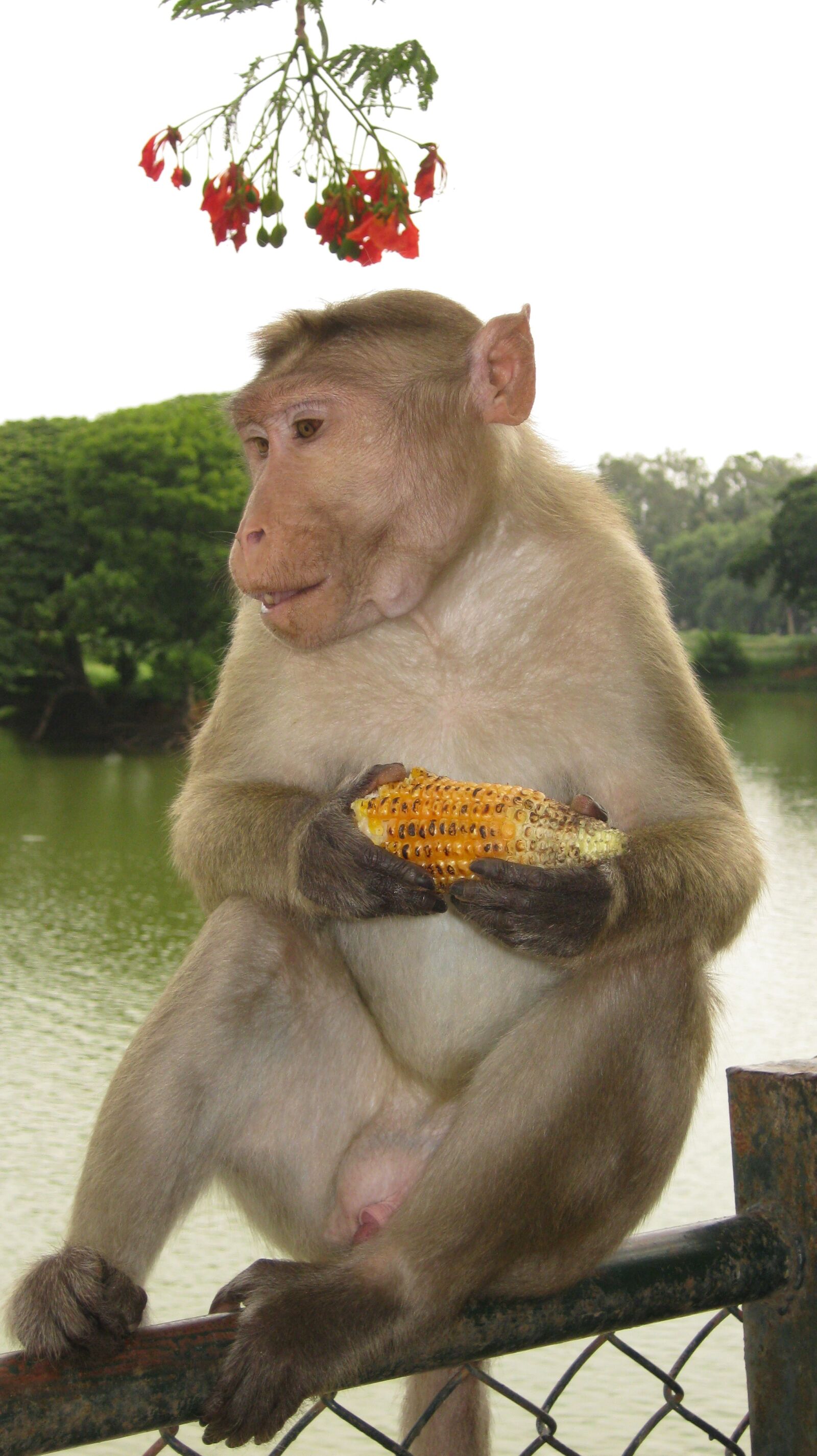 Canon PowerShot A480 sample photo. Monkey, animal, wildlife photography