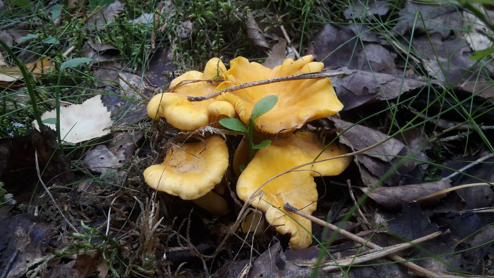 Samsung Galaxy S5 Mini sample photo. Forest, mushroom, mushrooms photography