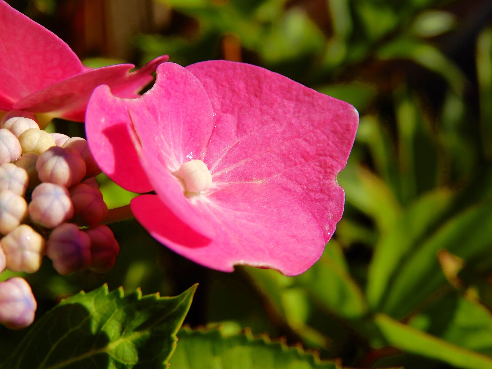 Nikon Coolpix A900 sample photo. Nature, pink, hydrangea photography