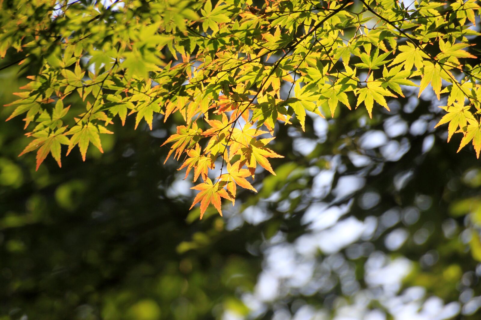 Canon EOS 50D sample photo. Maple, maple leaf, wood photography