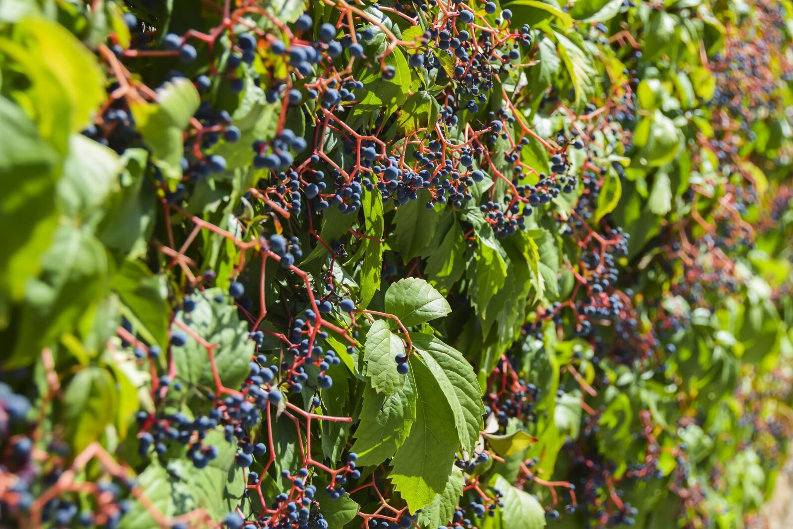 Nikon D5300 sample photo. Vineyard, vine, grape photography