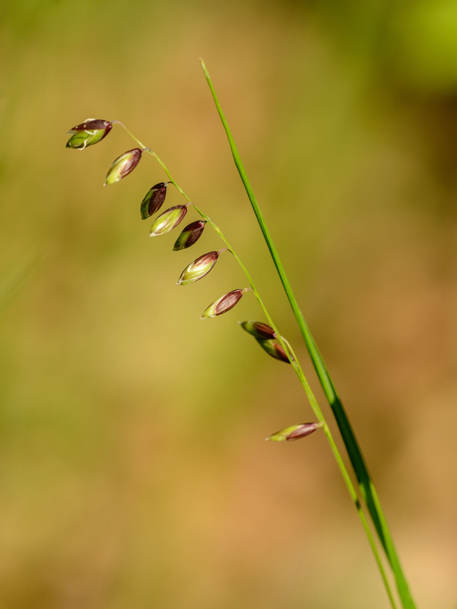 Nikon D800E sample photo. Grass, flower, inflorescence photography