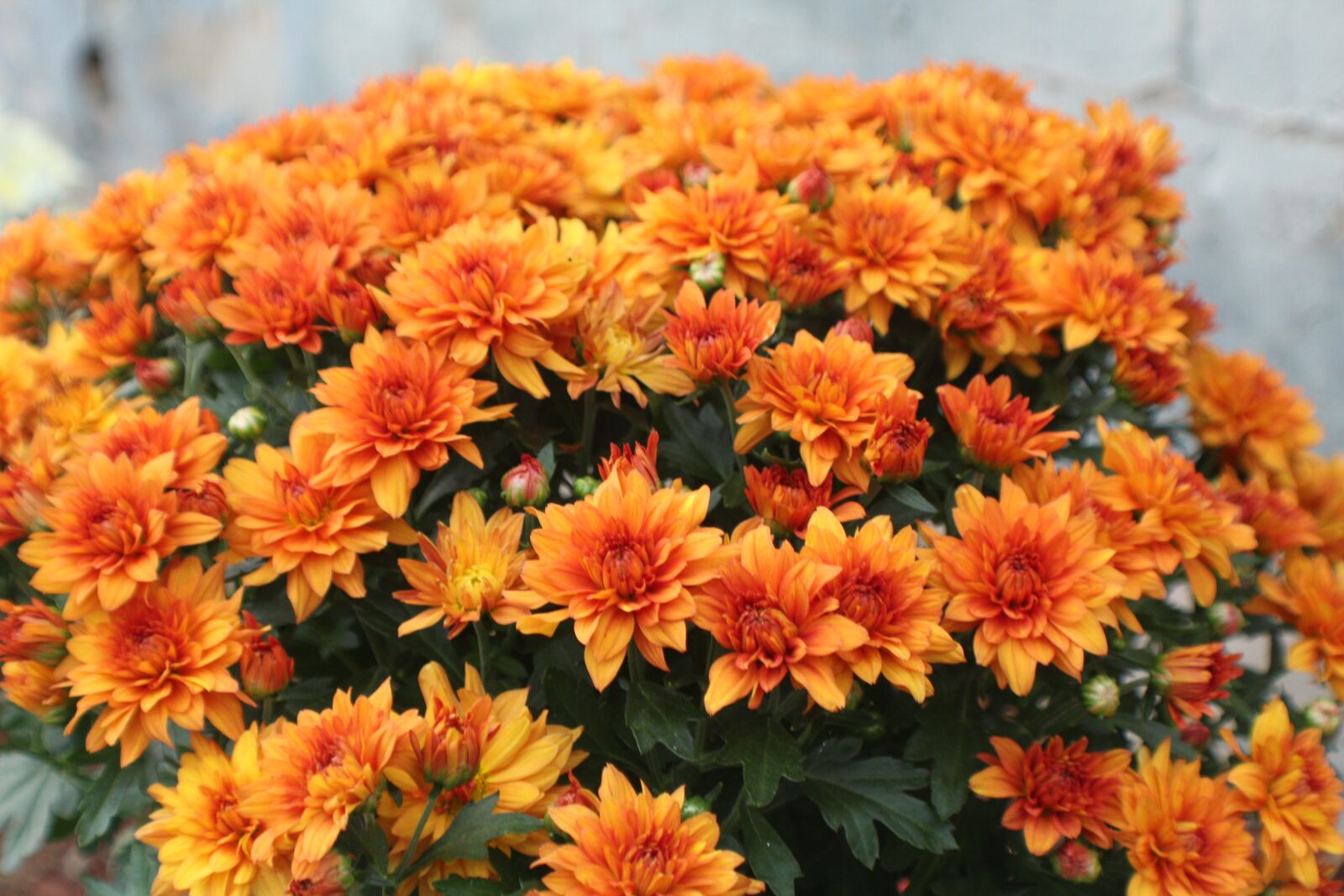 Canon EOS 1300D (EOS Rebel T6 / EOS Kiss X80) sample photo. Orange, flower, blossom photography