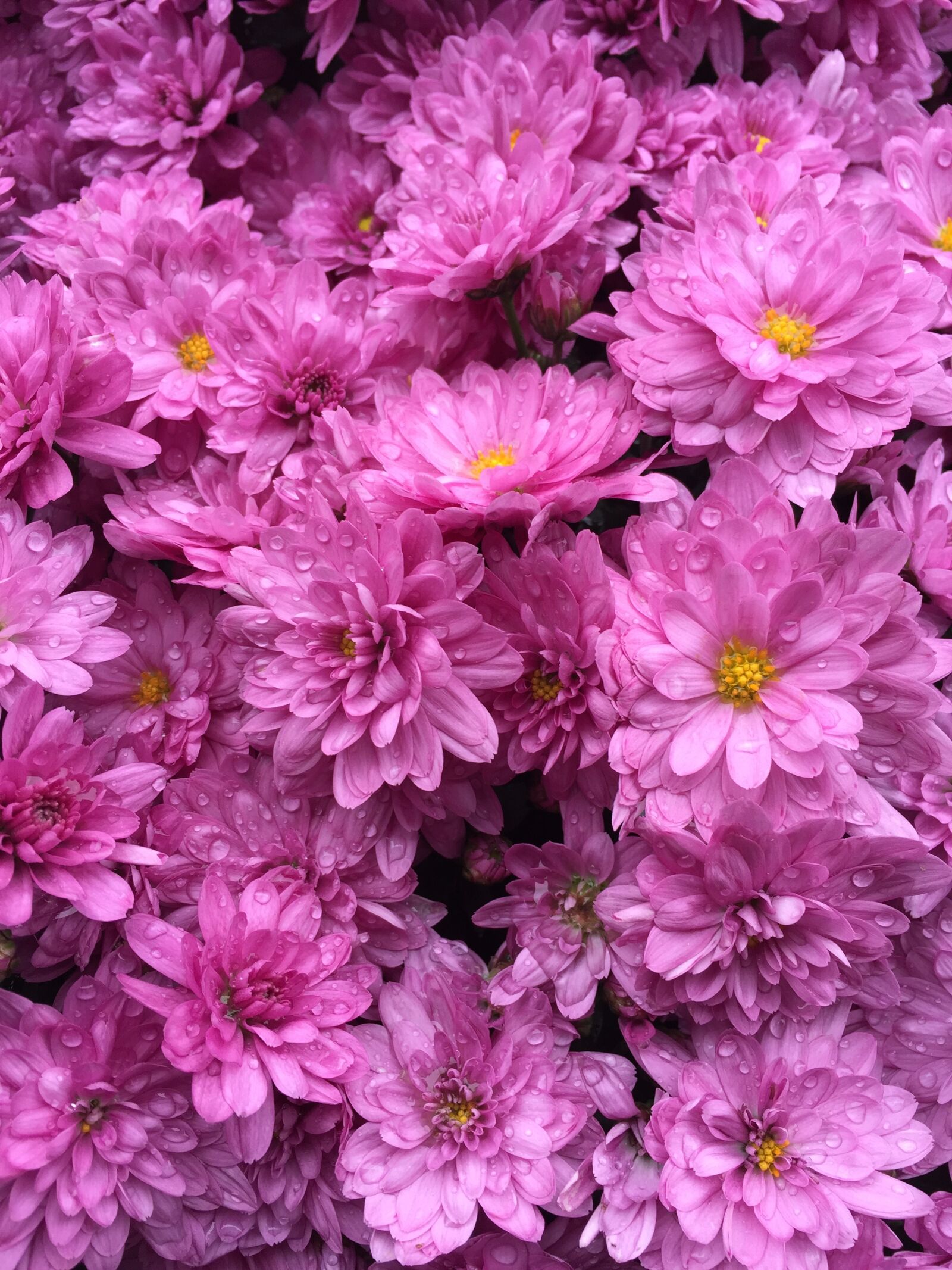Apple iPhone 6 sample photo. Pink, flowers, bouquet photography