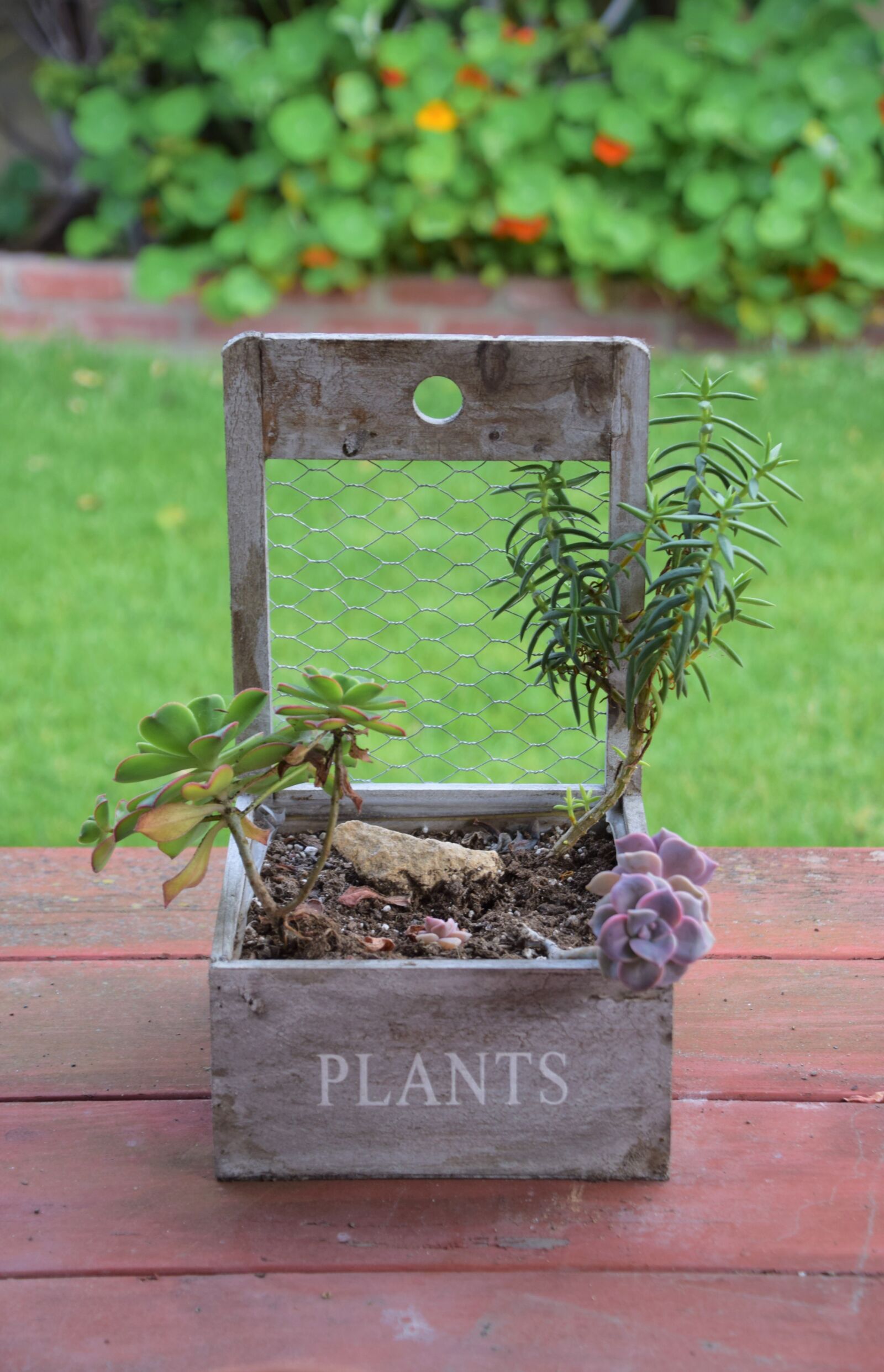 Nikon D3300 sample photo. Succulents, plants, garden photography
