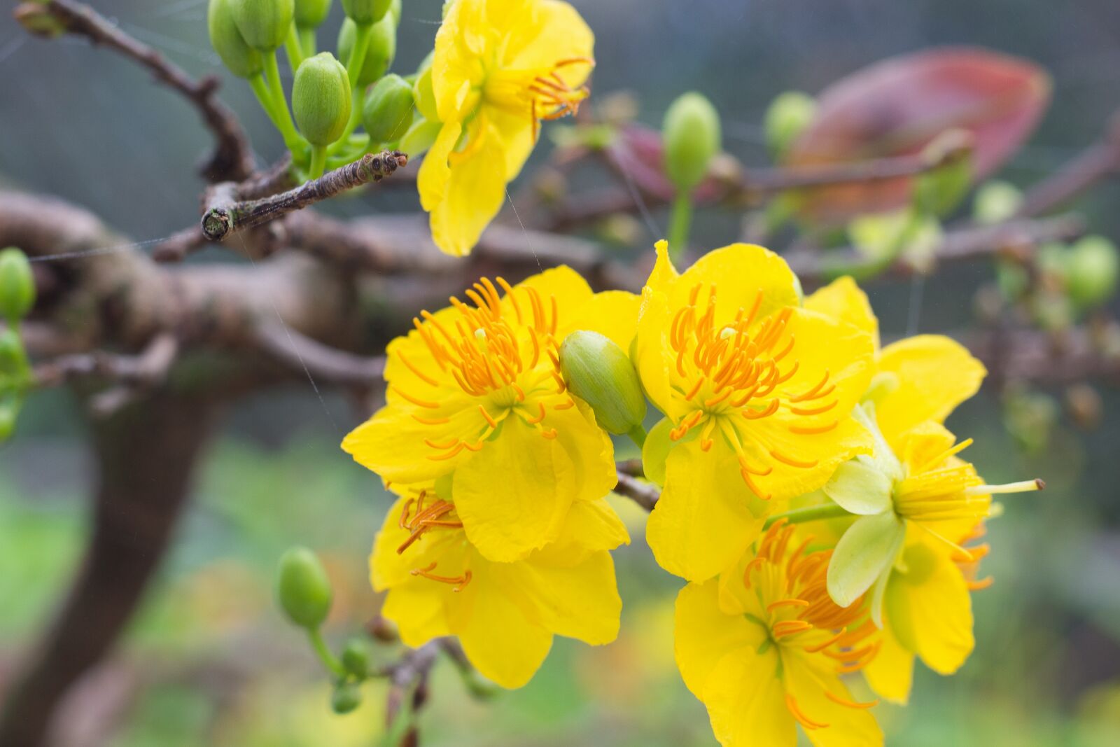Canon EF 50mm F1.8 STM sample photo. Apricot blossom, flower, tet photography