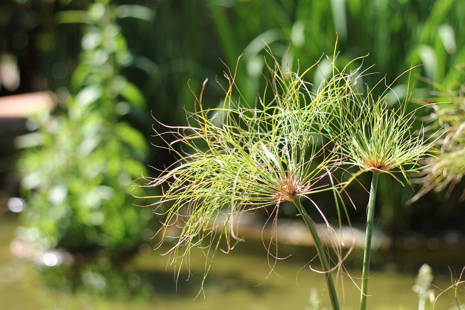 Canon EOS 60D + Canon EF 50mm F1.8 STM sample photo. Garden, summer, plant photography