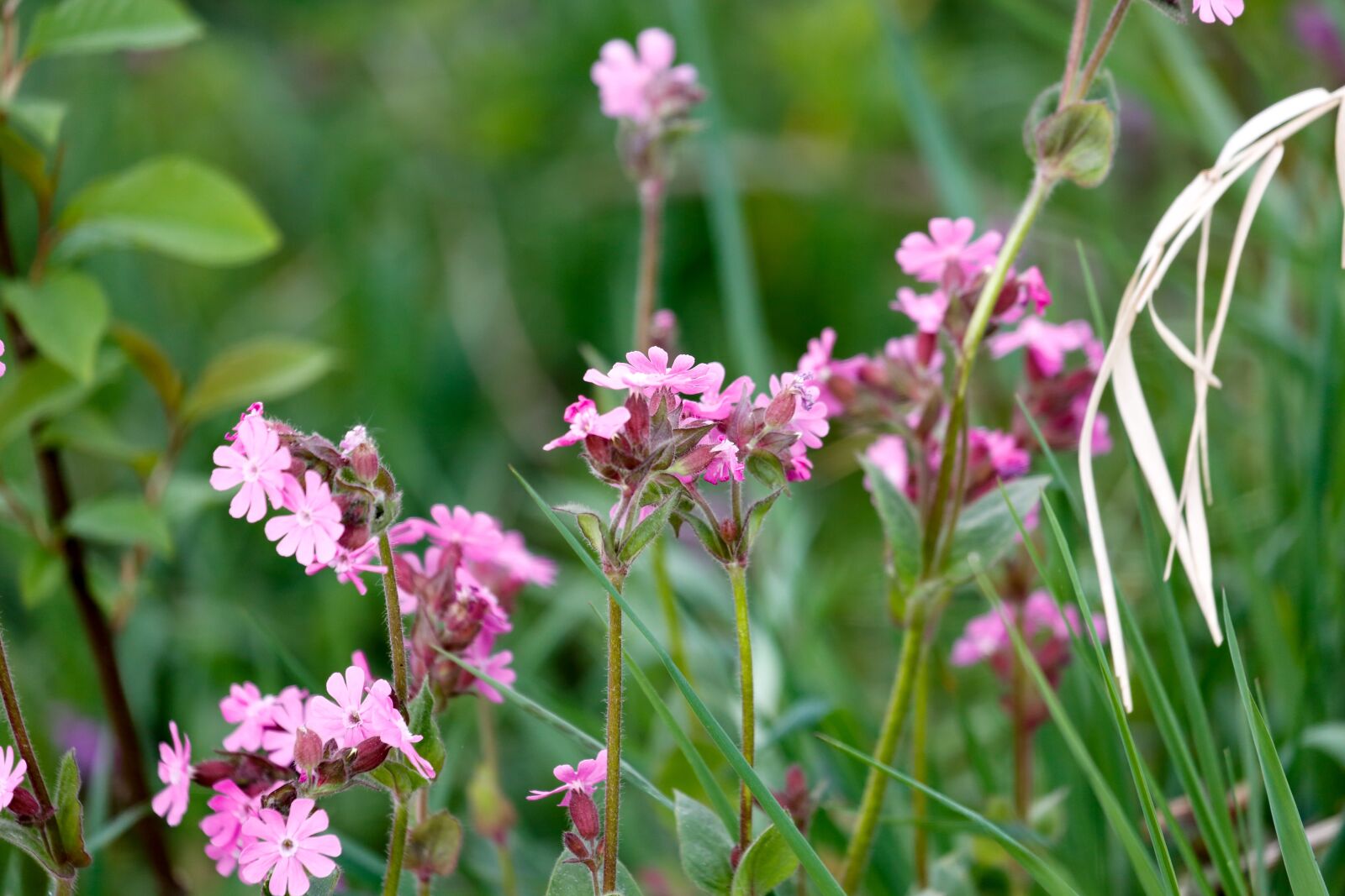 Canon EF 100-400mm F4.5-5.6L IS USM sample photo. Spring, flowers, scion photography