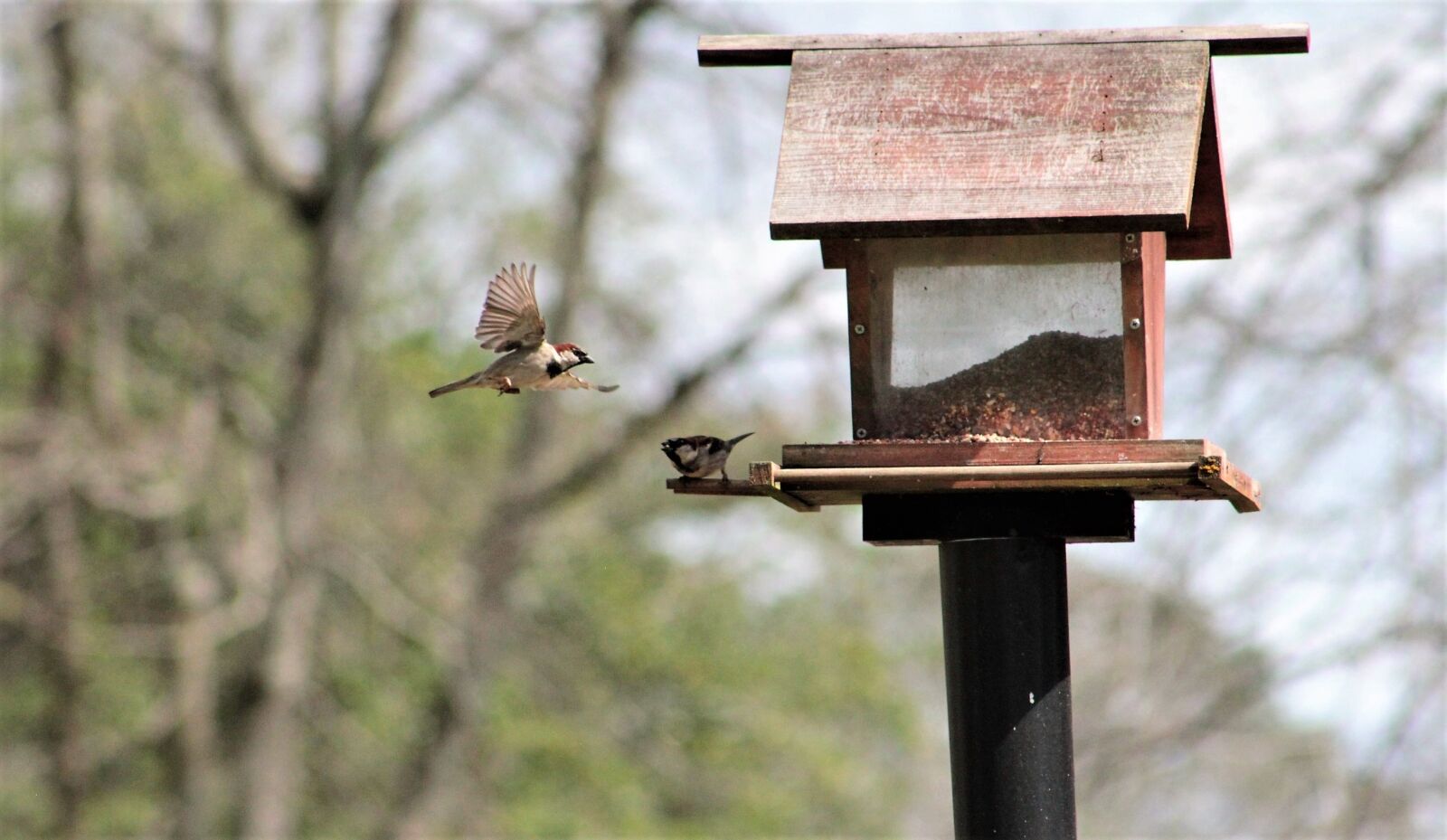 Canon EOS 550D (EOS Rebel T2i / EOS Kiss X4) sample photo. Feeder, sparrow, tree sparrow photography