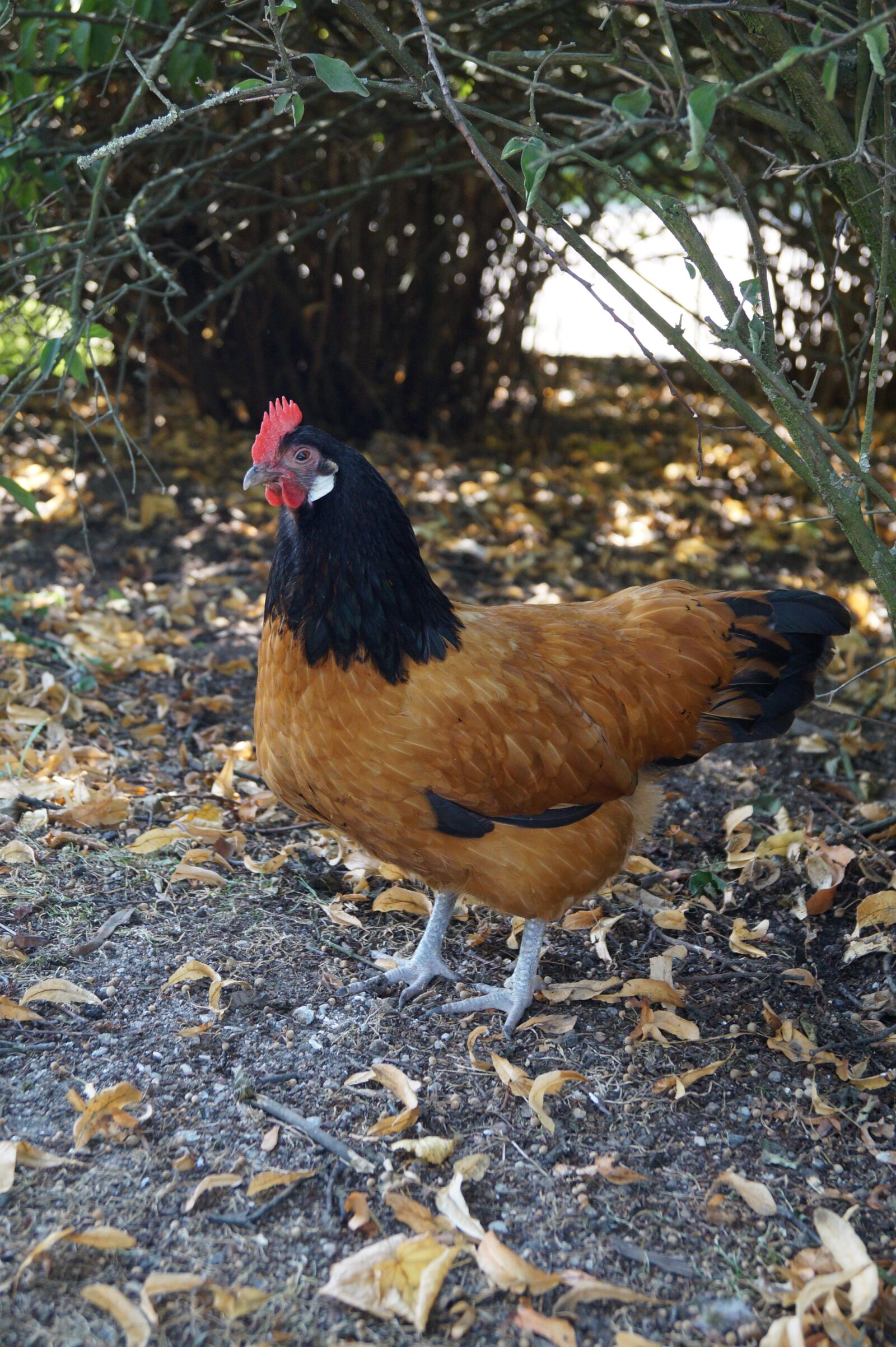 Sony DT 18-55mm F3.5-5.6 SAM II sample photo. Zoo, hahn, gockel photography