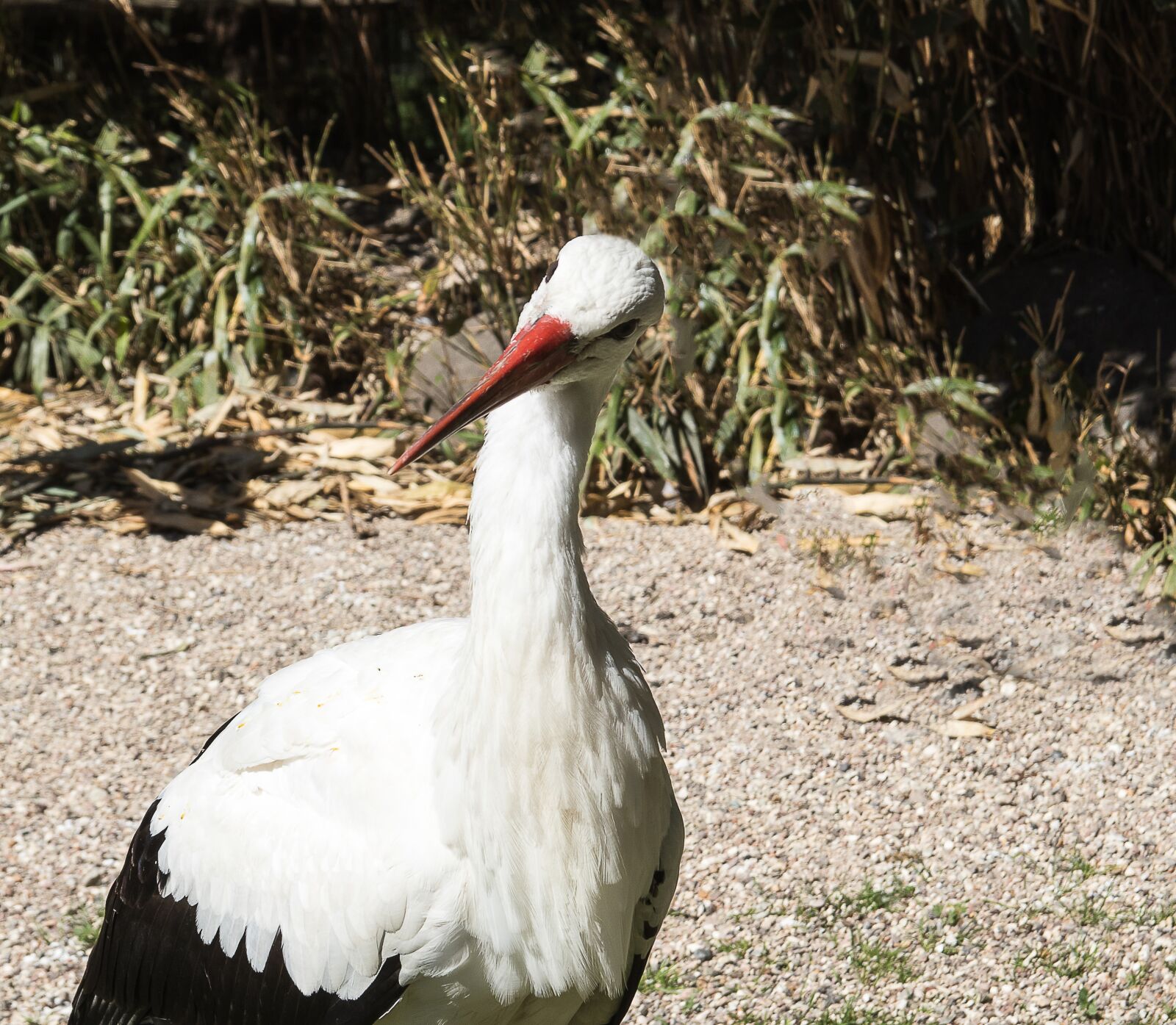 Canon EOS 80D sample photo. Stork, bird, animal photography