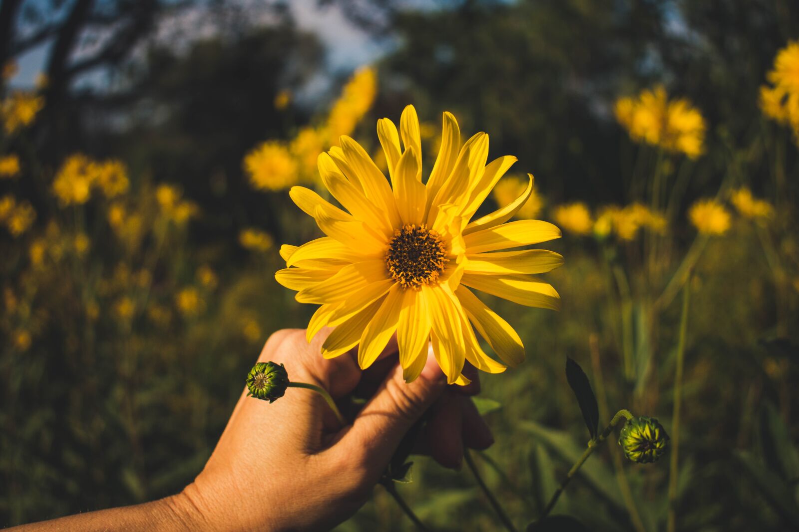 Nikon D3400 sample photo. Flower, yellow, gerbera photography