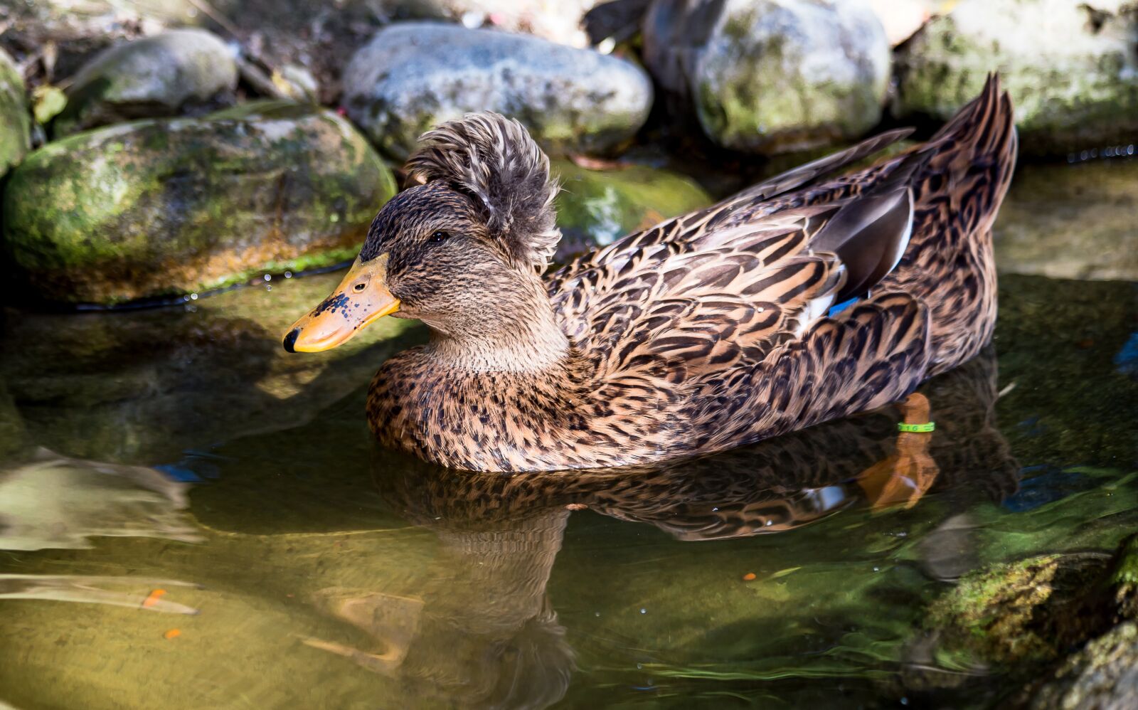 Canon EF 70-300mm F4-5.6 IS USM sample photo. Crested duck, duck, bird photography