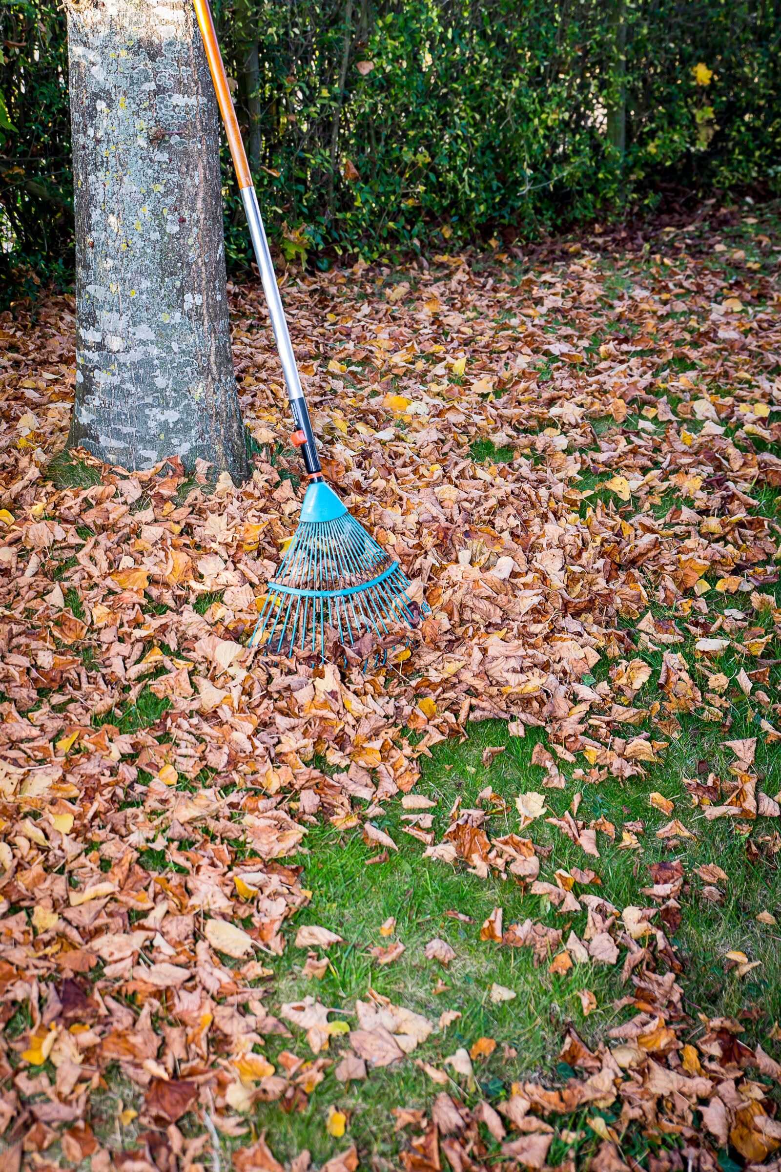 Canon EOS 5D Mark III sample photo. Leaves, autumn, fall leaves photography
