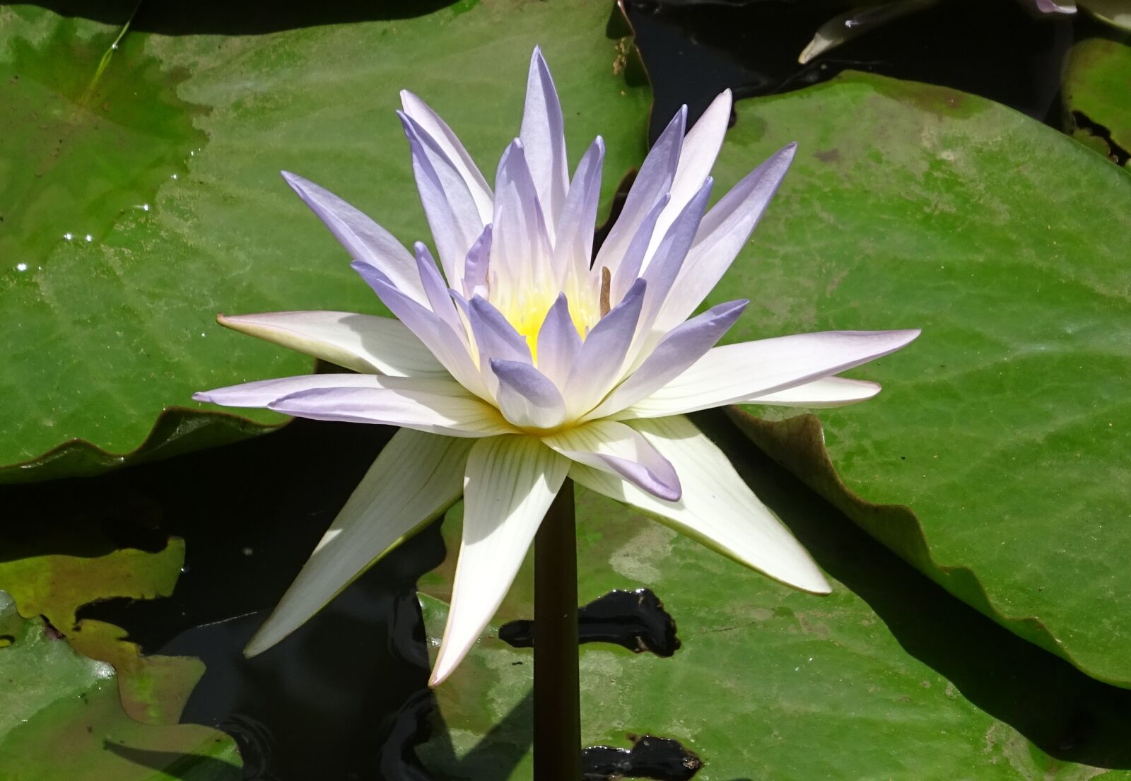 Sony DSC-HX60V sample photo. Lily, water lily, nymphaea photography