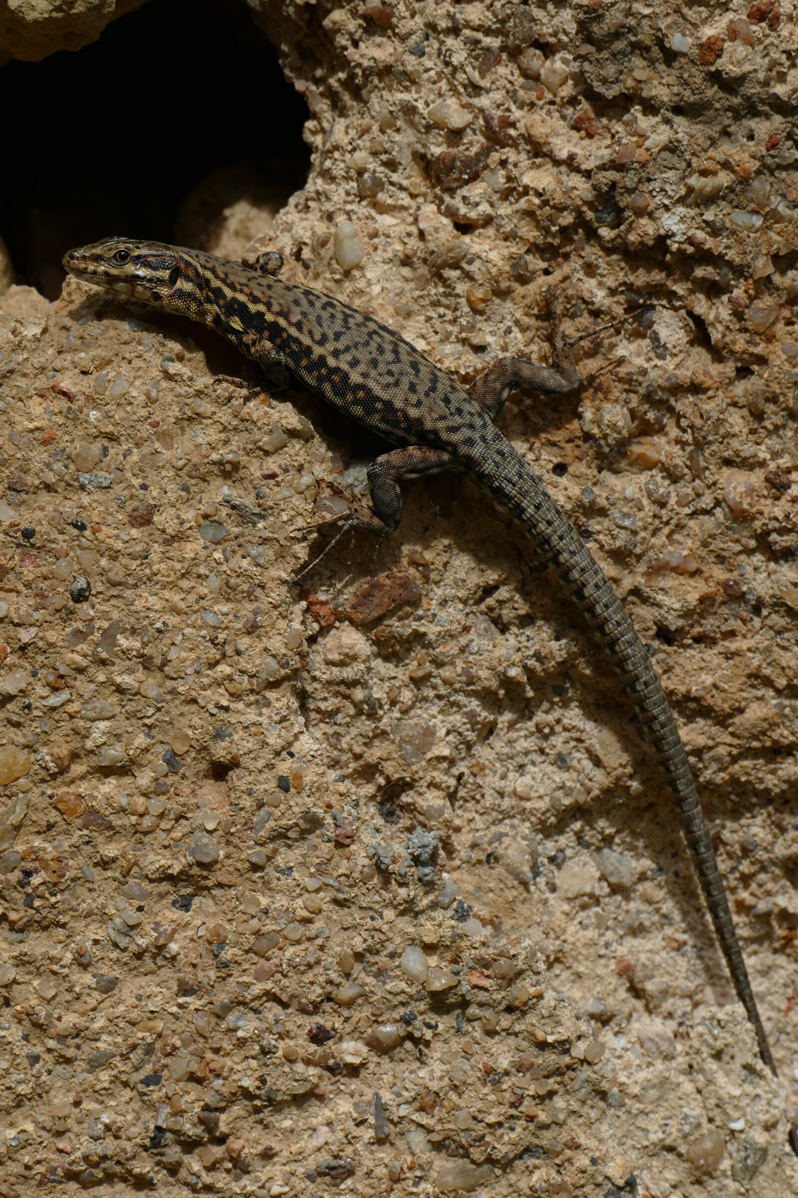 Panasonic Lumix DMC-FZ1000 sample photo. Salamander, amphibian, animal photography
