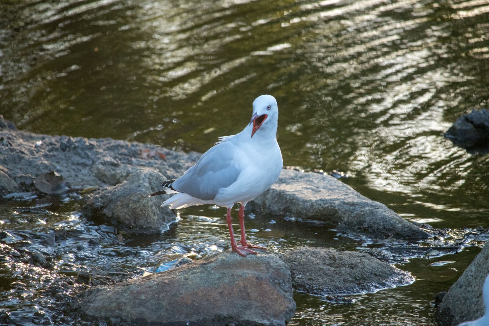 Canon EOS 200D (EOS Rebel SL2 / EOS Kiss X9) sample photo. Water, nature, bird photography