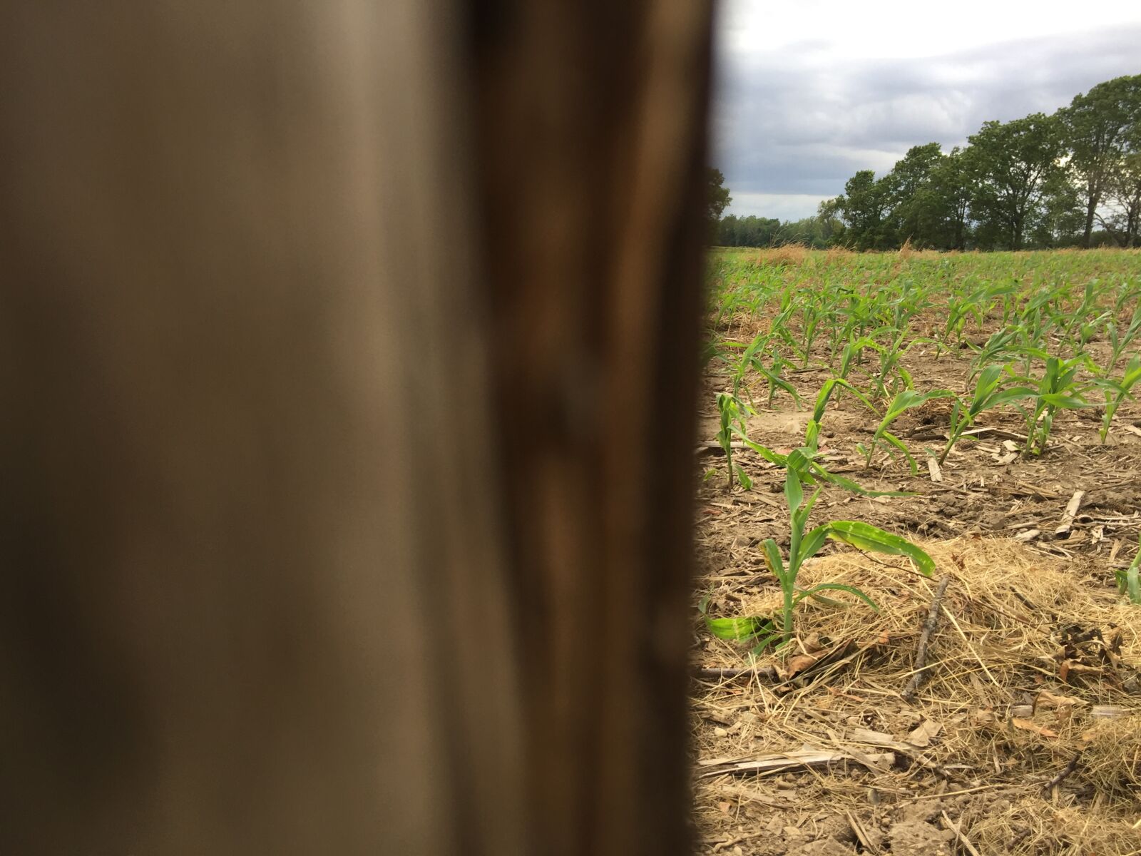 iPhone 6 back camera 4.15mm f/2.2 sample photo. Farm, green, farm photography