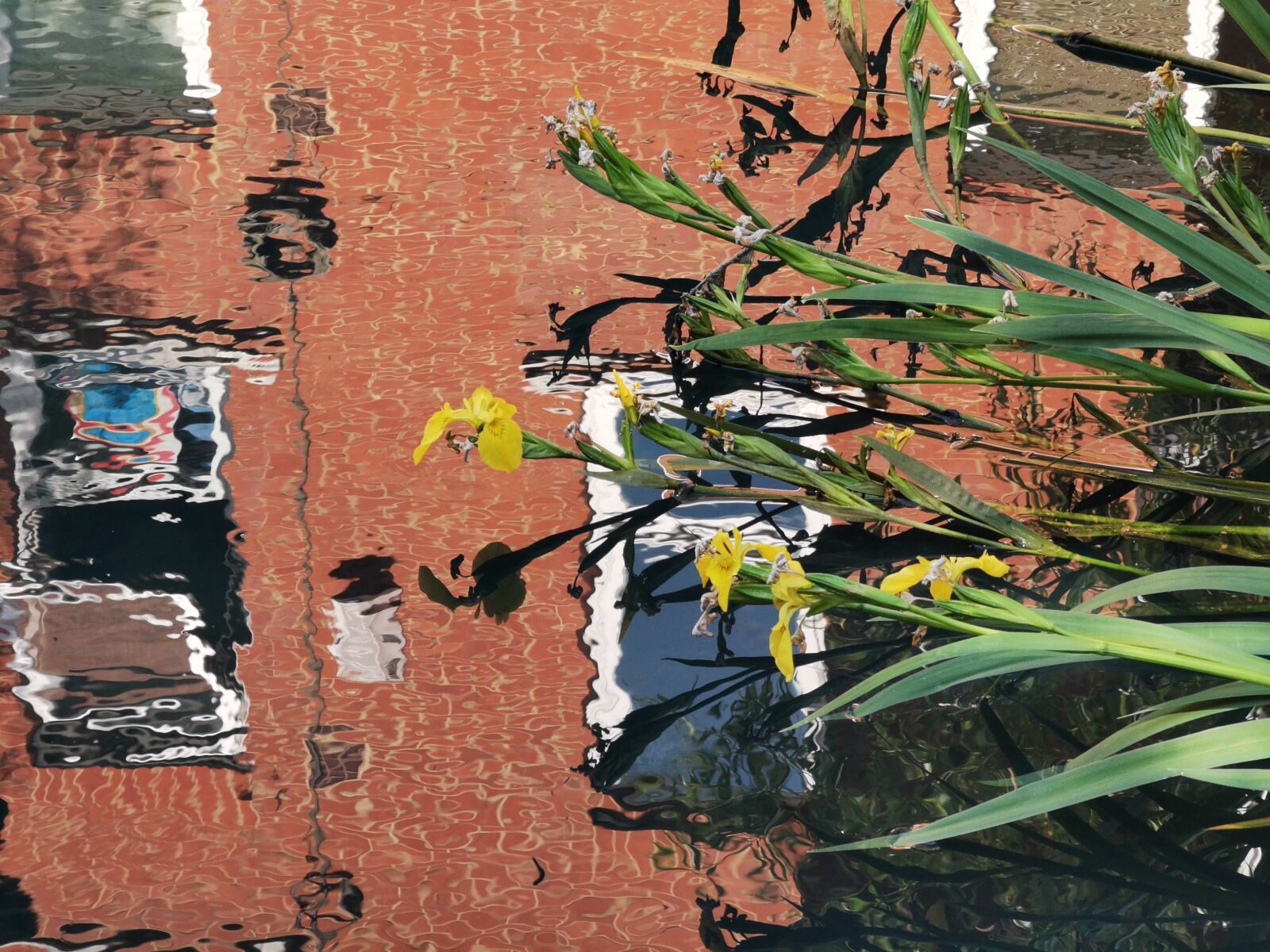 HUAWEI P30 Pro sample photo. Reflection, mirroring, background photography