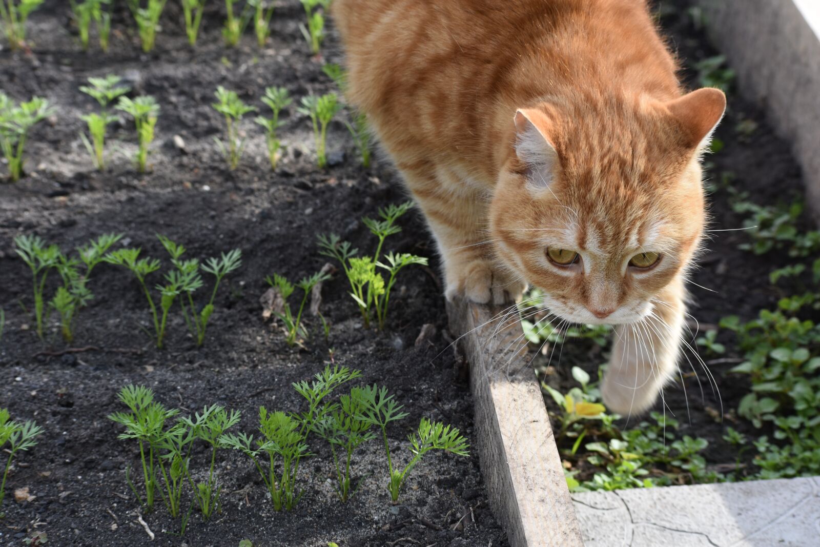 Nikon D3400 sample photo. Cat, redhead, go photography