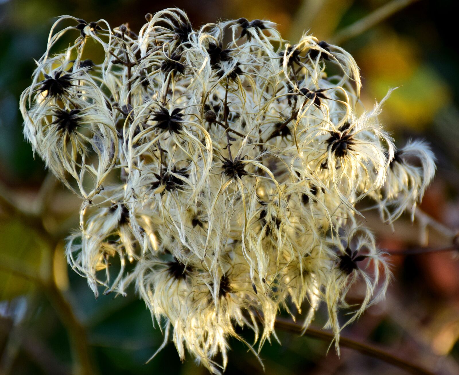 Nikon D5300 sample photo. Nature, clematis, flower photography