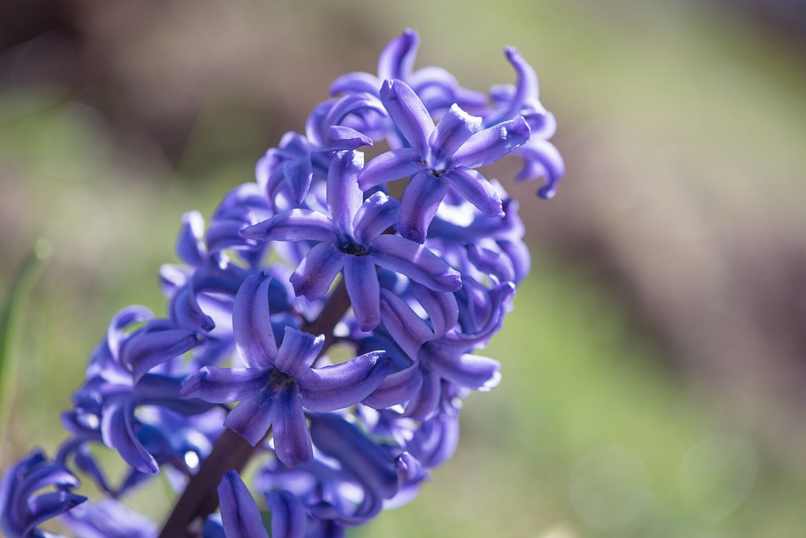 Nikon D750 sample photo. Hyacinth, blue, blue hyacinth photography