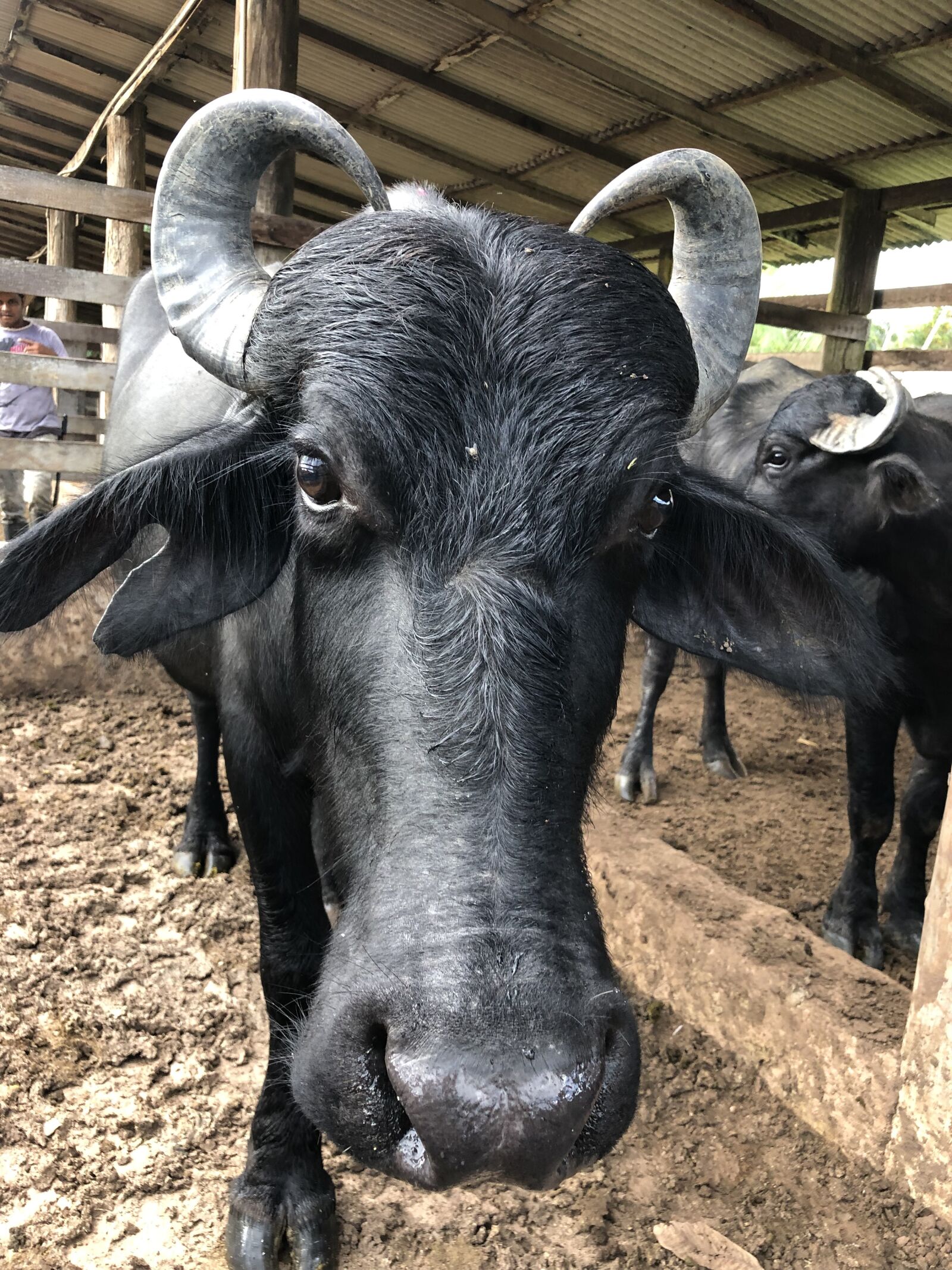 iPhone X back dual camera 4mm f/1.8 sample photo. Buffalo, horn, mammal photography