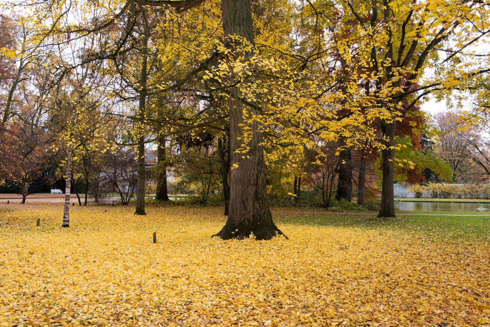 Nikon D810 sample photo. Palace, autumn, leaves photography