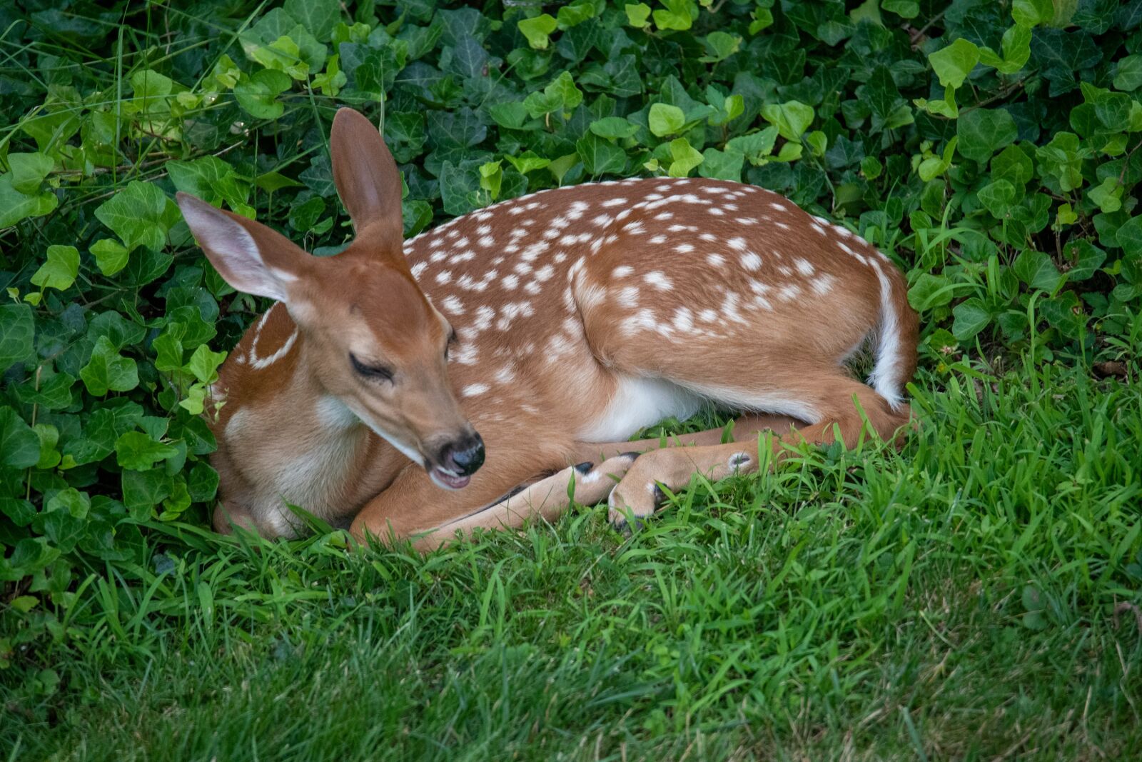 Nikon D750 sample photo. Deer, fawn, whitetail photography