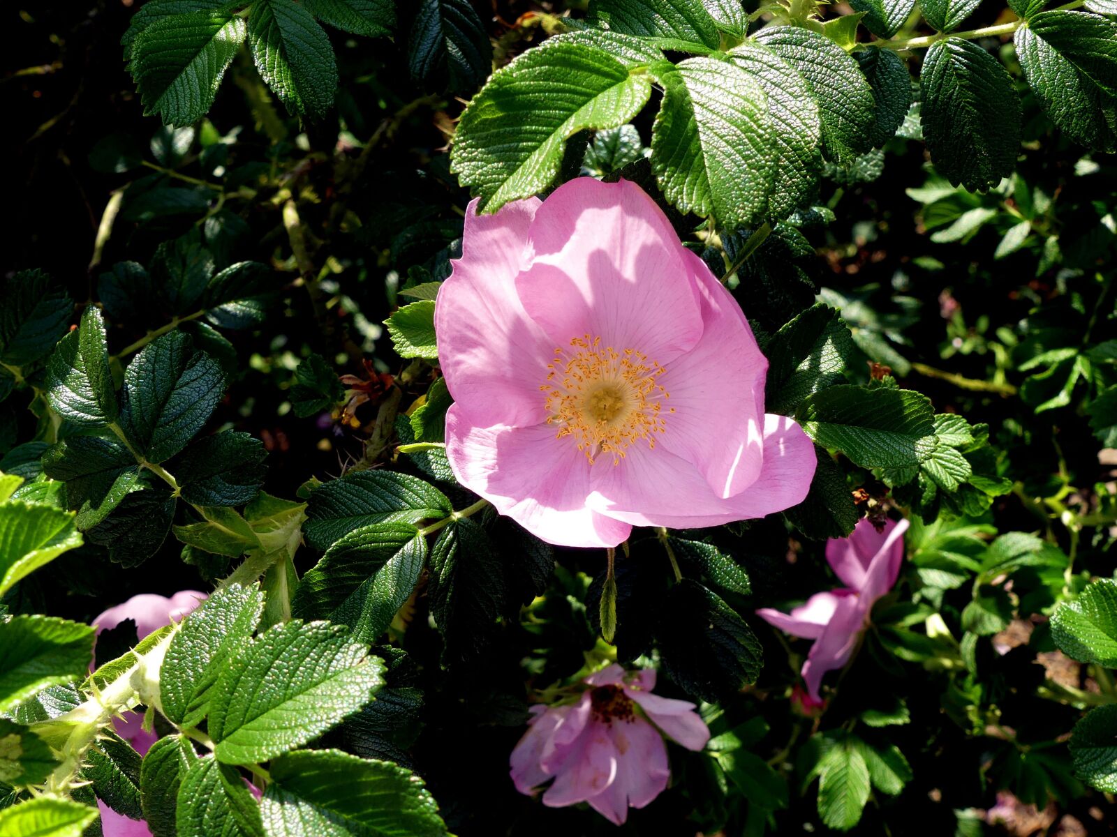 Panasonic Lumix DMC-FZ300 sample photo. Wild rose, spring, nature photography