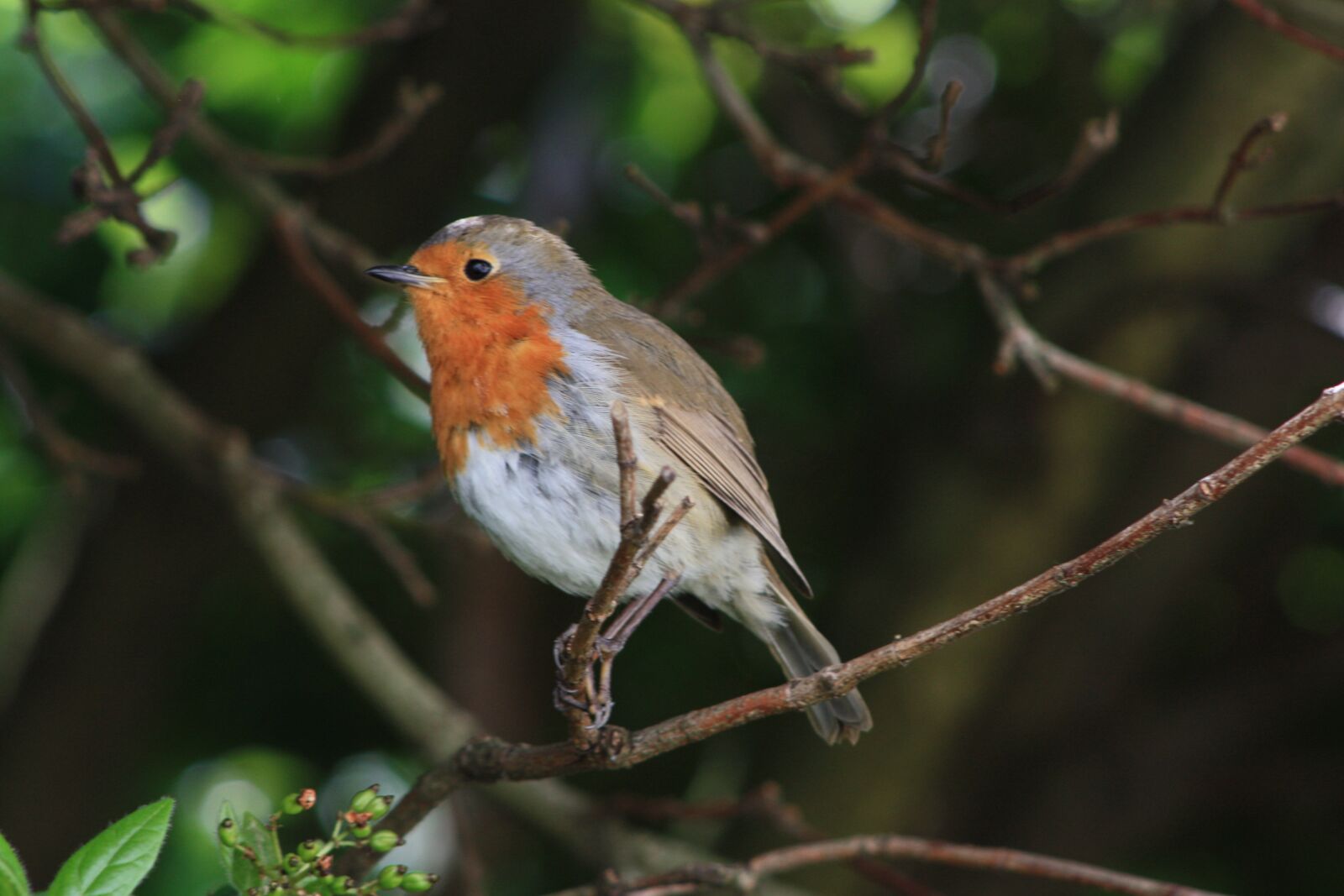 Canon EOS 450D (EOS Rebel XSi / EOS Kiss X2) sample photo. Robin, bird, urban nature photography