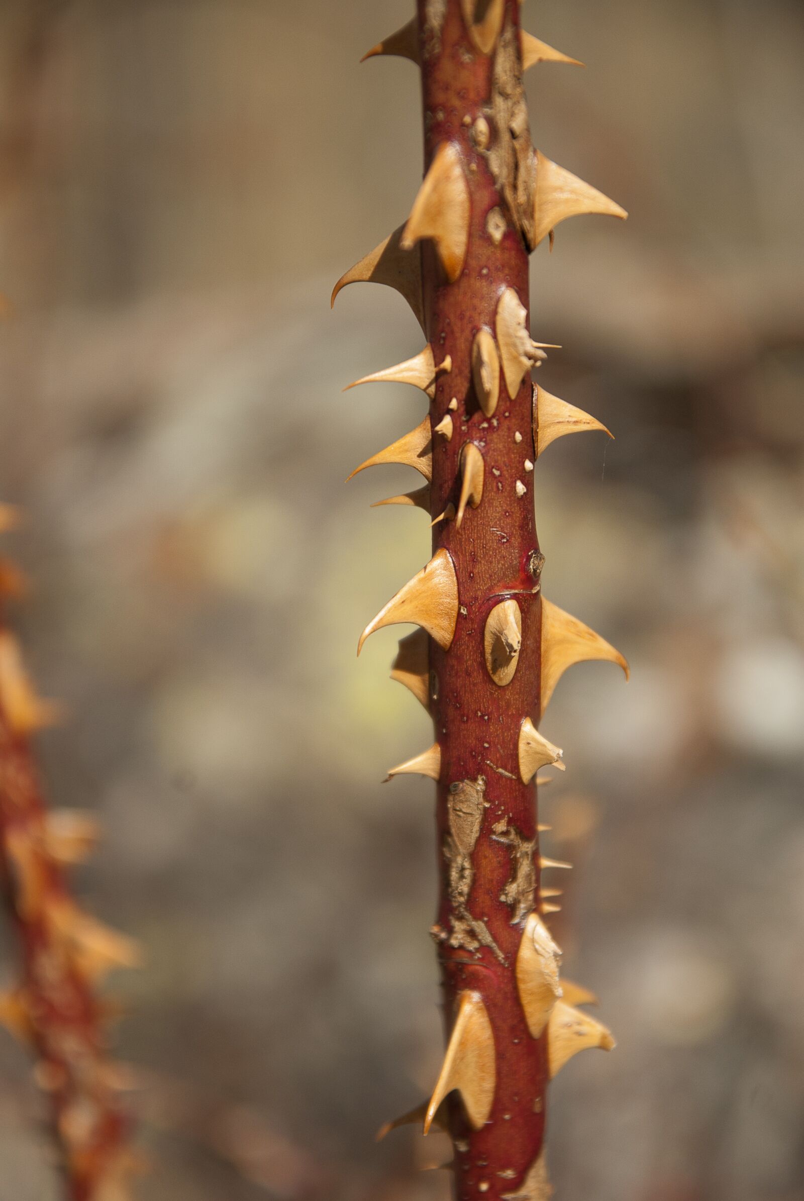 Pentax K10D sample photo. Thorns, rosebush, quills photography