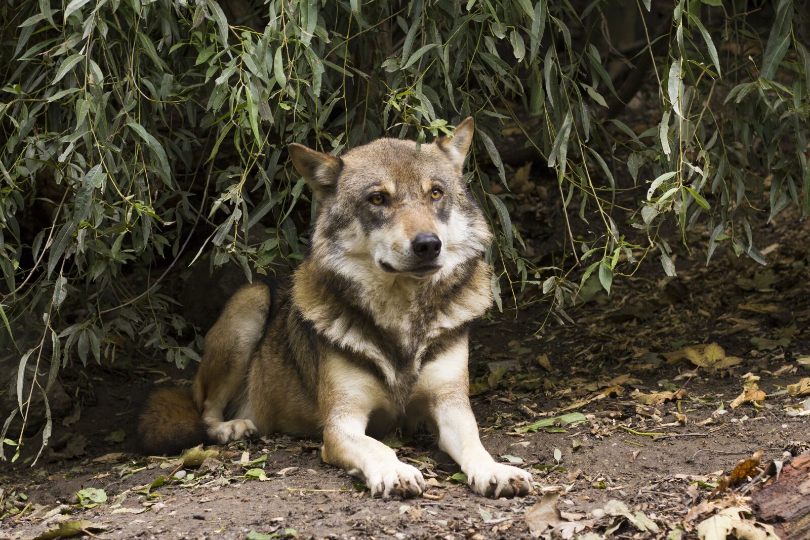 Canon EOS 60D + Canon EF 50mm F1.8 II sample photo. Wolf, canis lupus, european photography