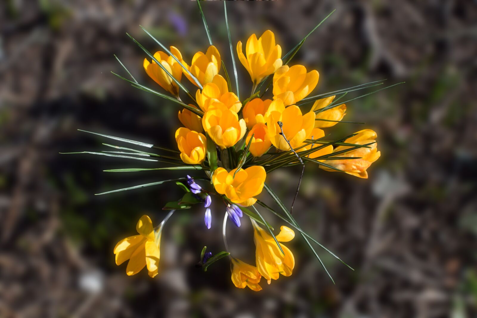 Nikon D5300 sample photo. Flowers, spring flowers, crocus photography