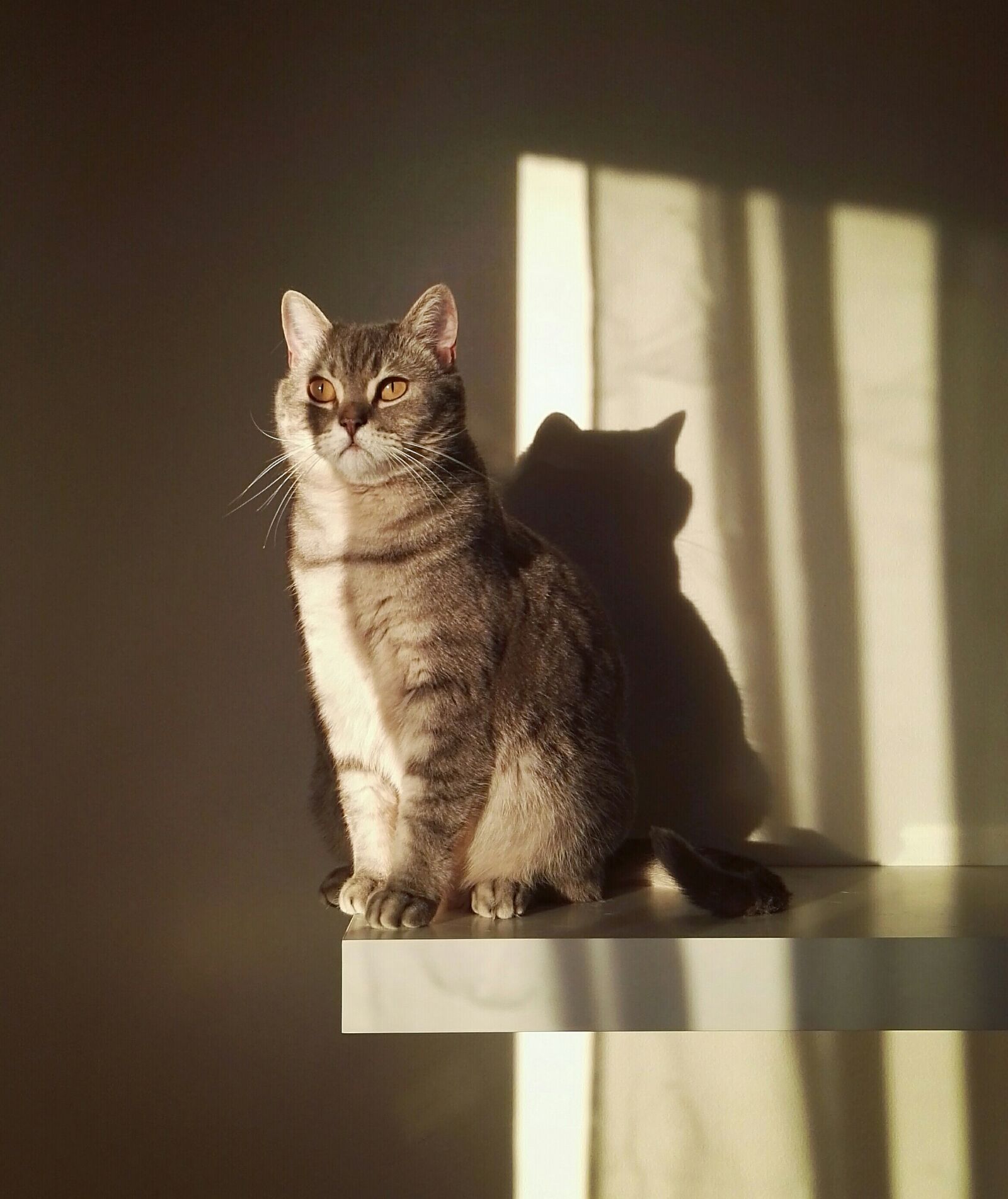 HUAWEI P8 sample photo