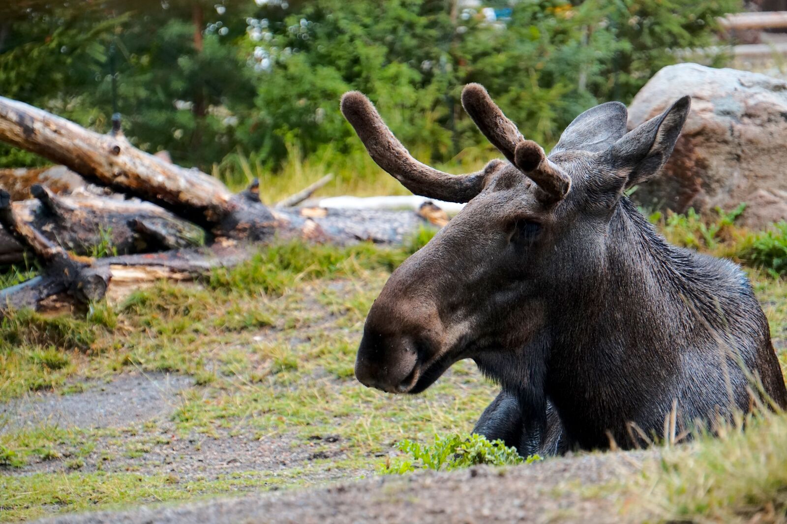 Sony Alpha a5000 (ILCE 5000) sample photo. Moose, antler, horned photography