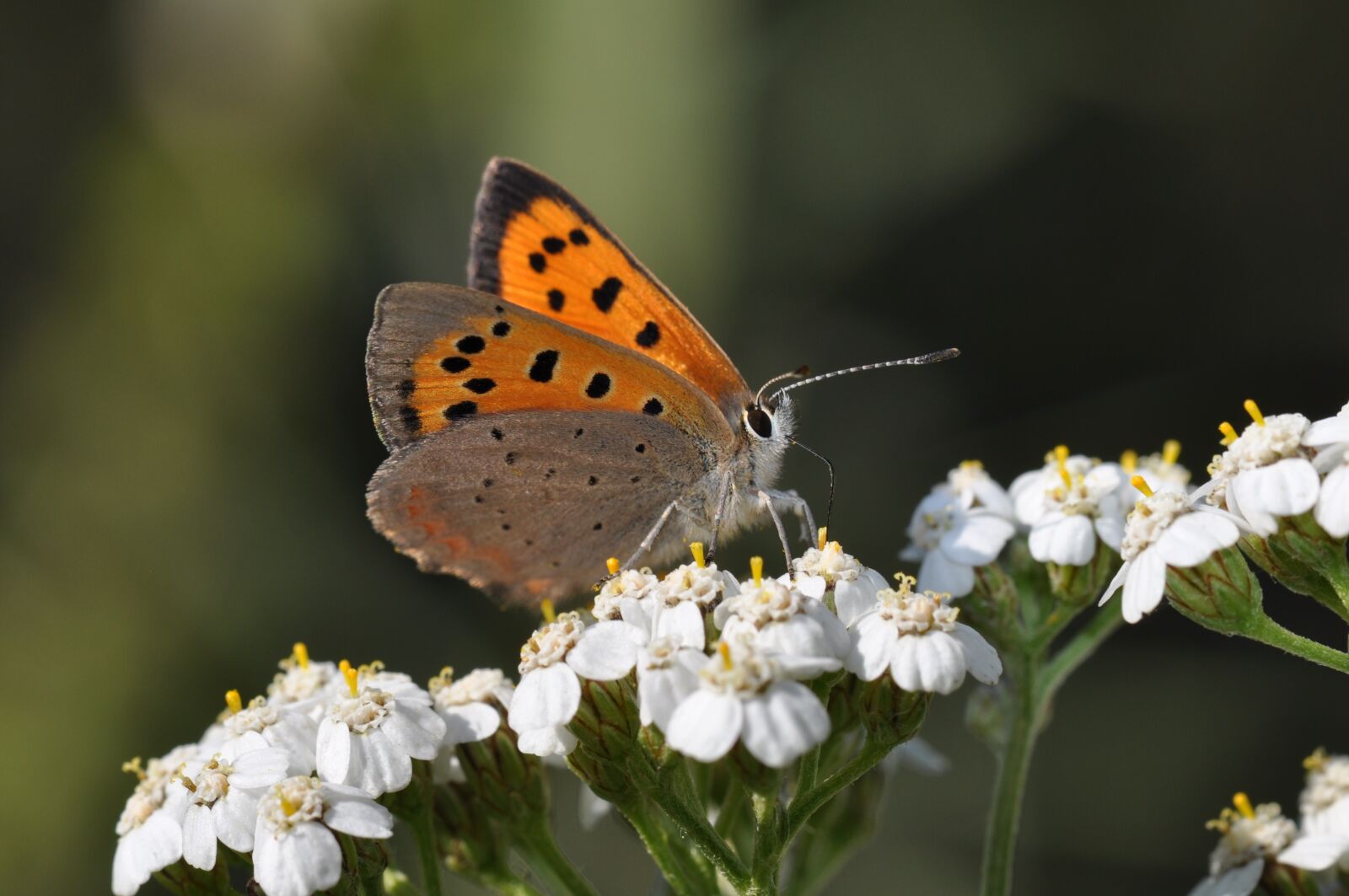 Nikon D5000 sample photo. Butterfly, butterflies, copper photography