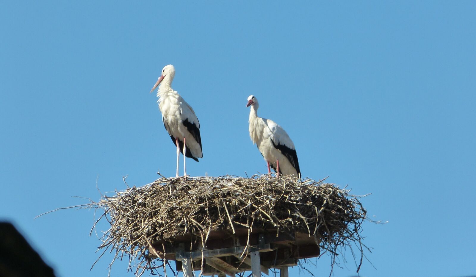 Panasonic Lumix DMC-FZ150 sample photo. Storks, nest, roof photography